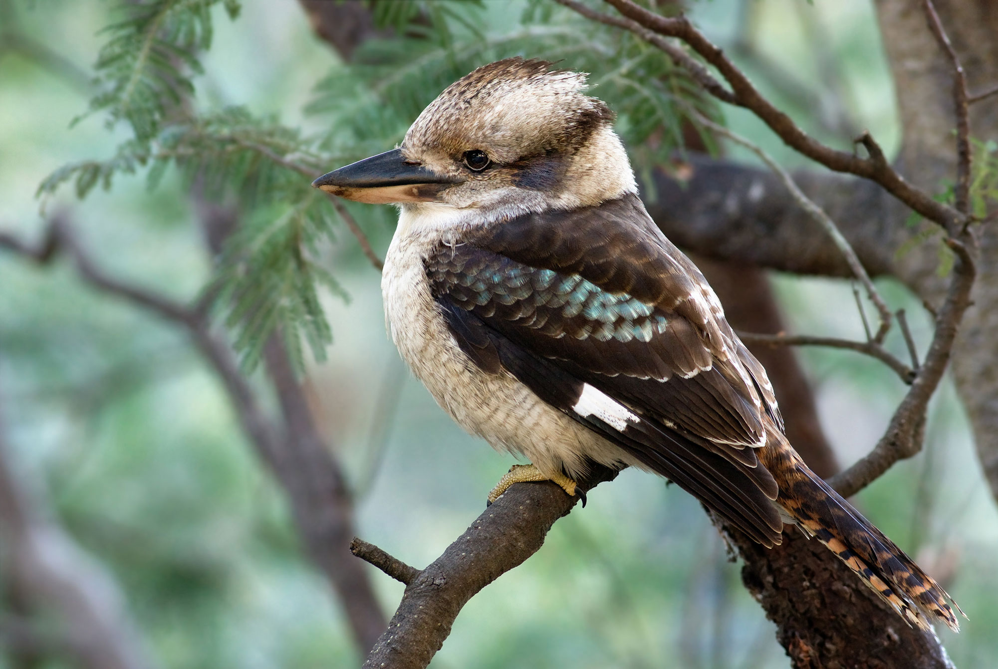Photograph of a laughing kookaburra sitting on a thick tree branch. The photo shows a large off-white and black bird with a large head and a large beak. The bird's head and breast is mostly off-white with brown speckles. Its back and tail are mostly dark brown to black, with some blue-green on the wings.