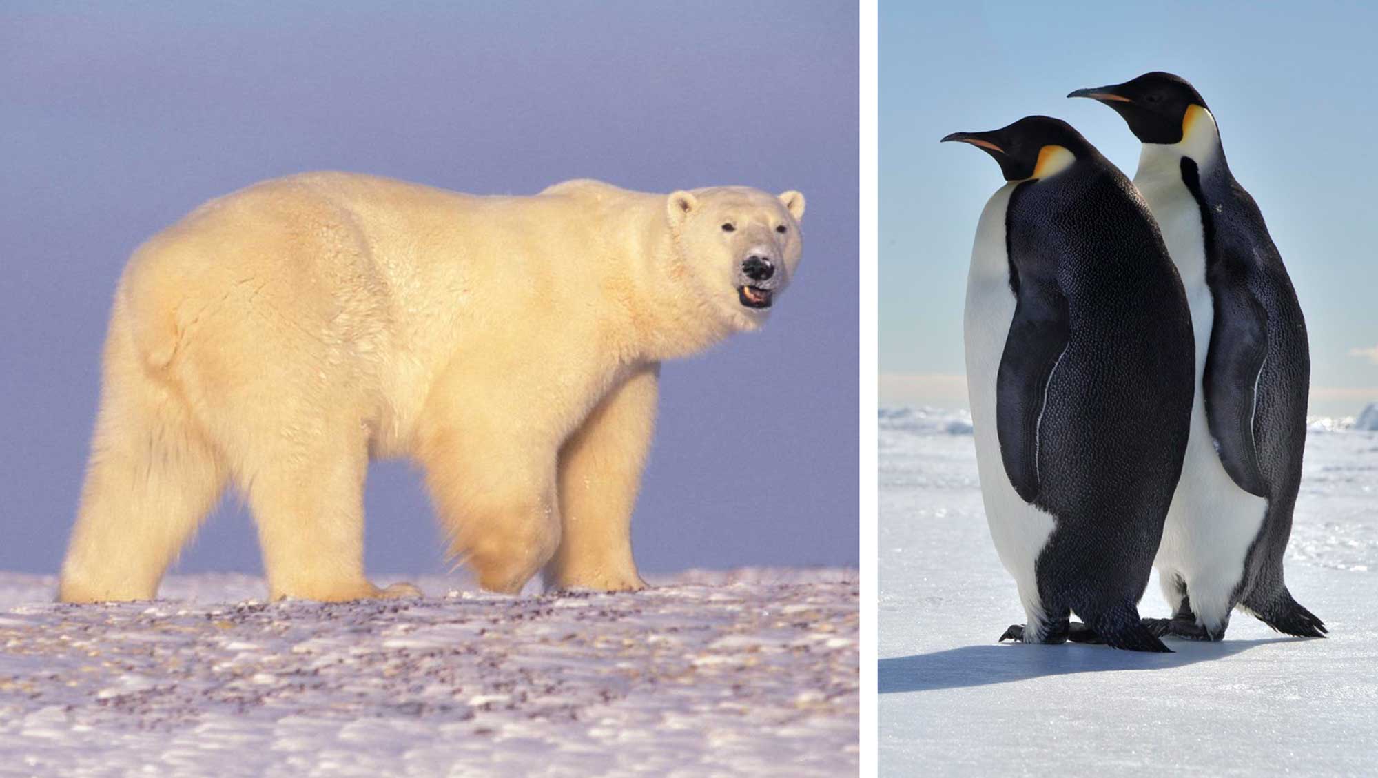 Two-part image showing a polar bear on the let and two penguins on the right.