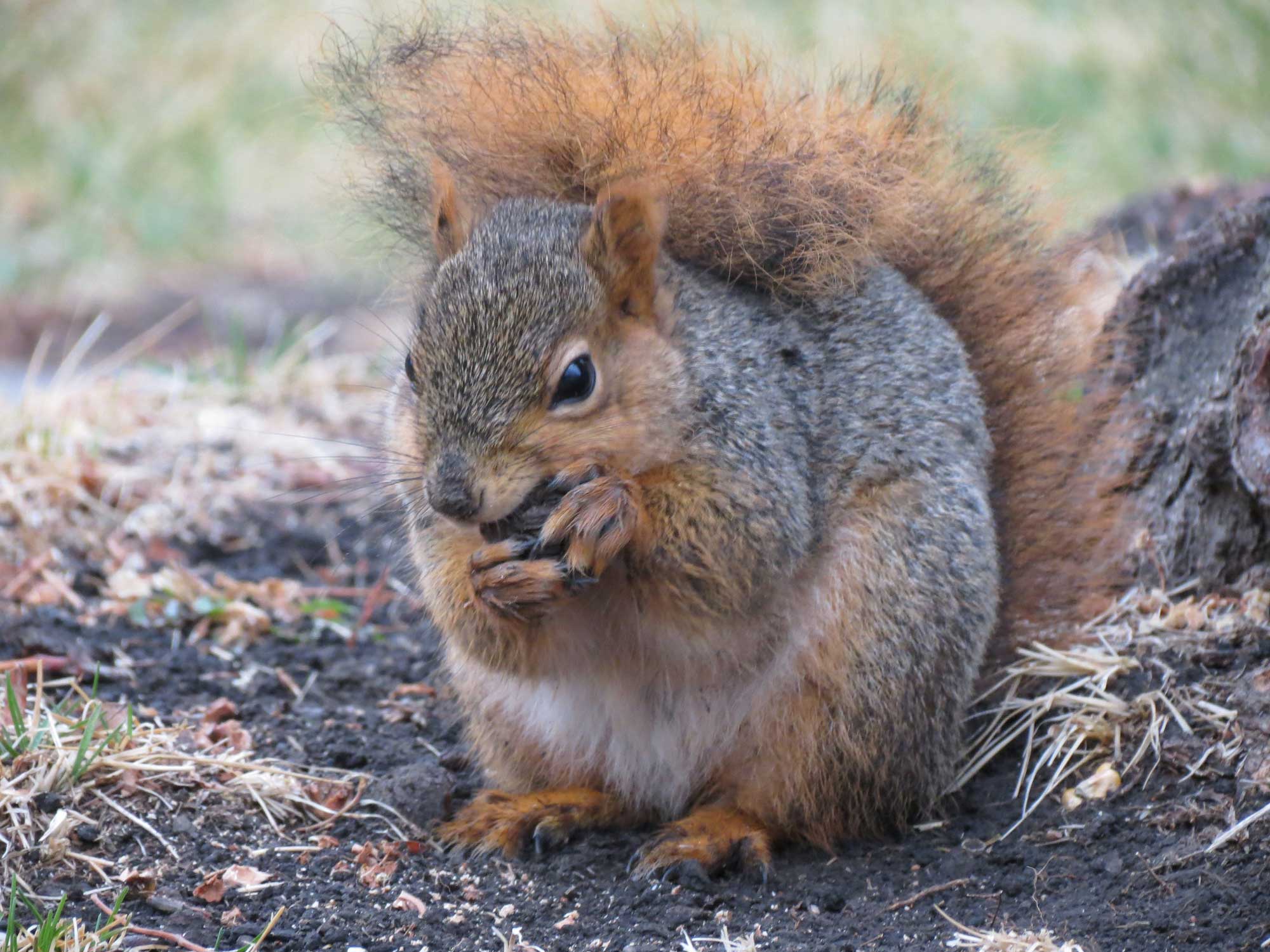Photograph of a squirrel eating a nut.