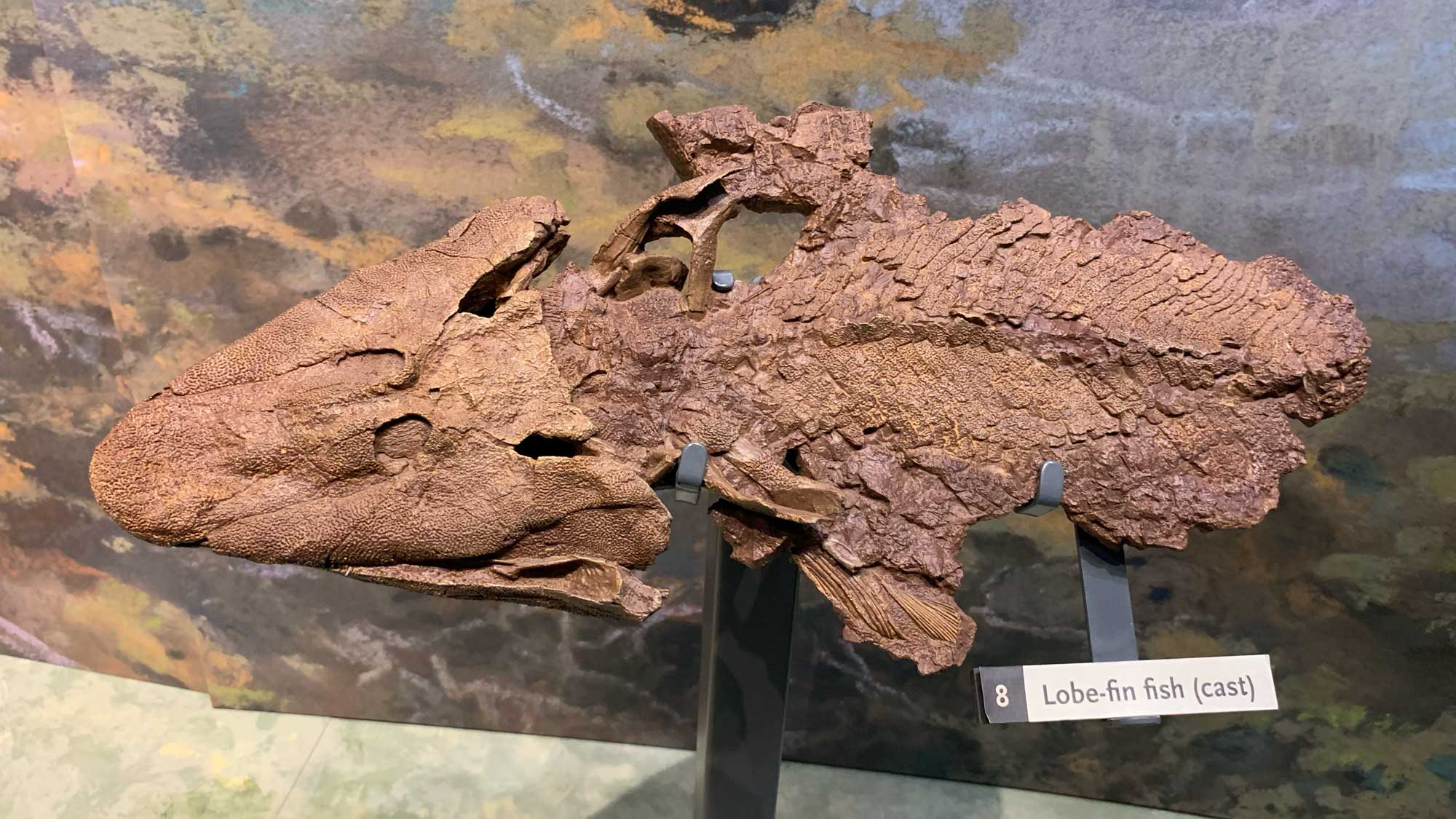 Photograph of a cast of a Tiktaalik fossil.