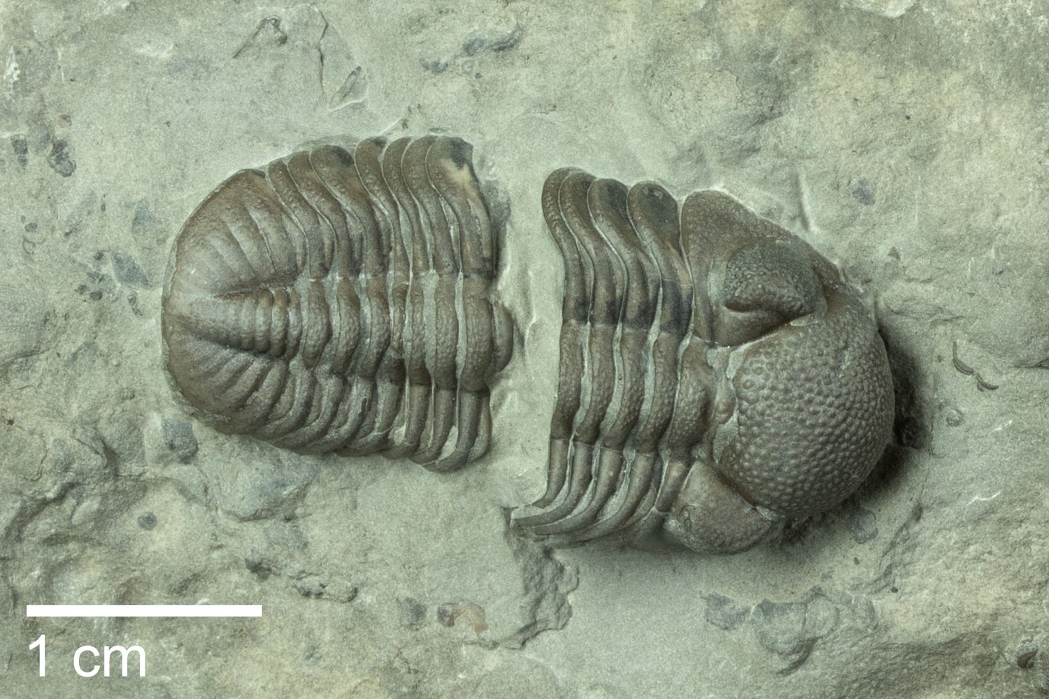 Photograph of a specimen of Eldredgeops rana trilobite from the Devonian of New York State.