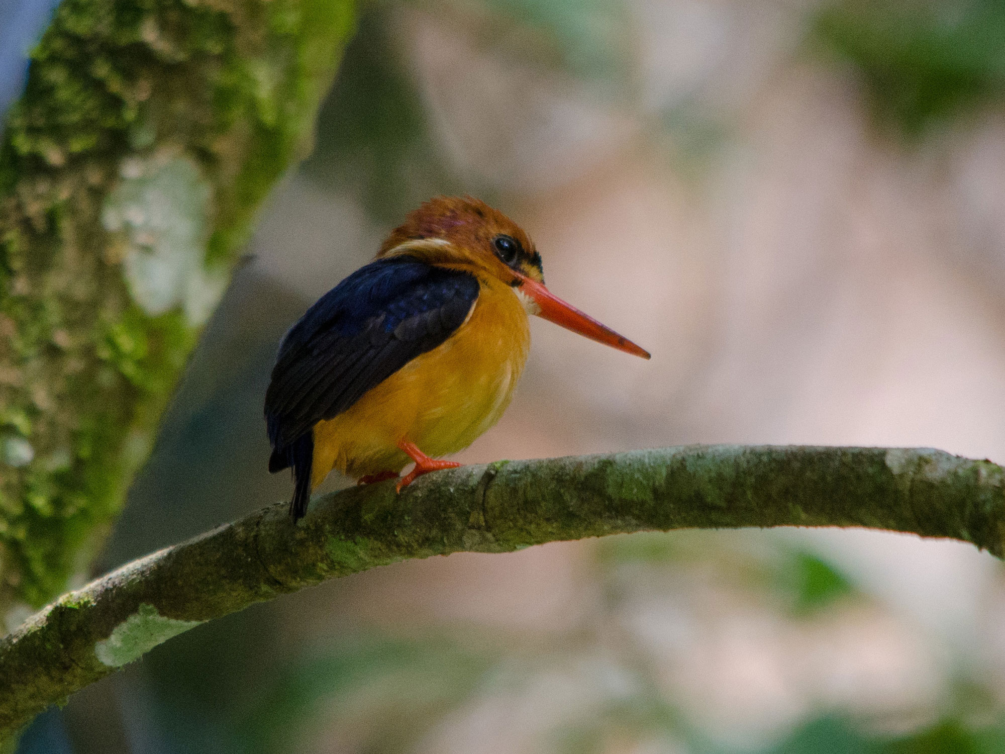Photograph of an African dwarf kingfisher perched on a branch. The photo shows a small bird with a brown head, an orange beak, dark blue wings and a dark blue tail, and a yellow breast.