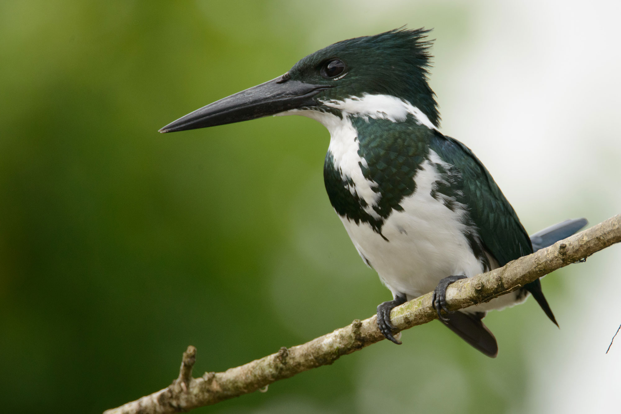 Photograph of a female Amazon kingfisher perched on a thin branch. The photo shows a green and white bird with a relatively large head and a long black beak. The bird's head and wings are green, with green patches on its upper breast. Its throat, most its breast, and its neck are white.