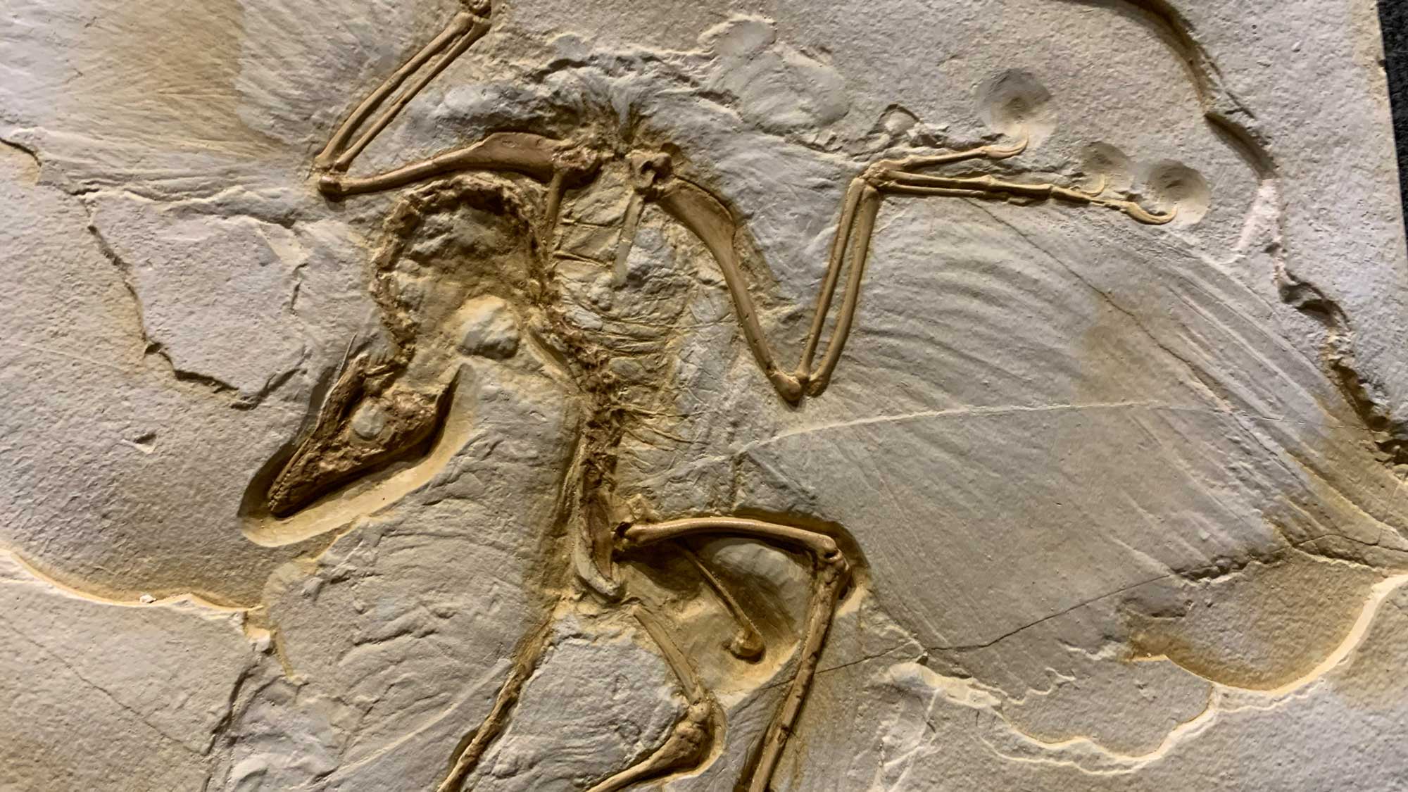 Photograph of a cast of an Archaeopteryx fossil.
