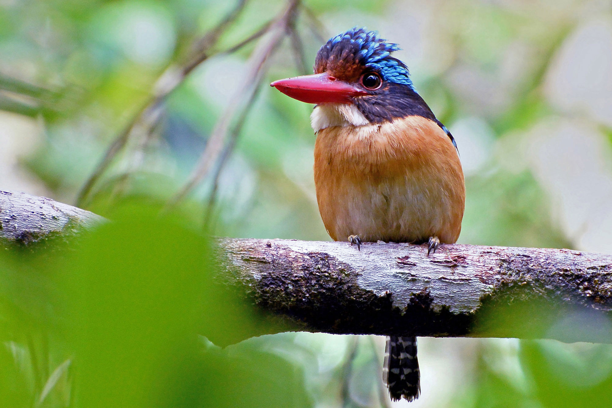 Photograph of a banded kingfisher sitting on a thick branch. The photo shows a small bird with a blue head, a white throat, an orange breast, and a red beak.