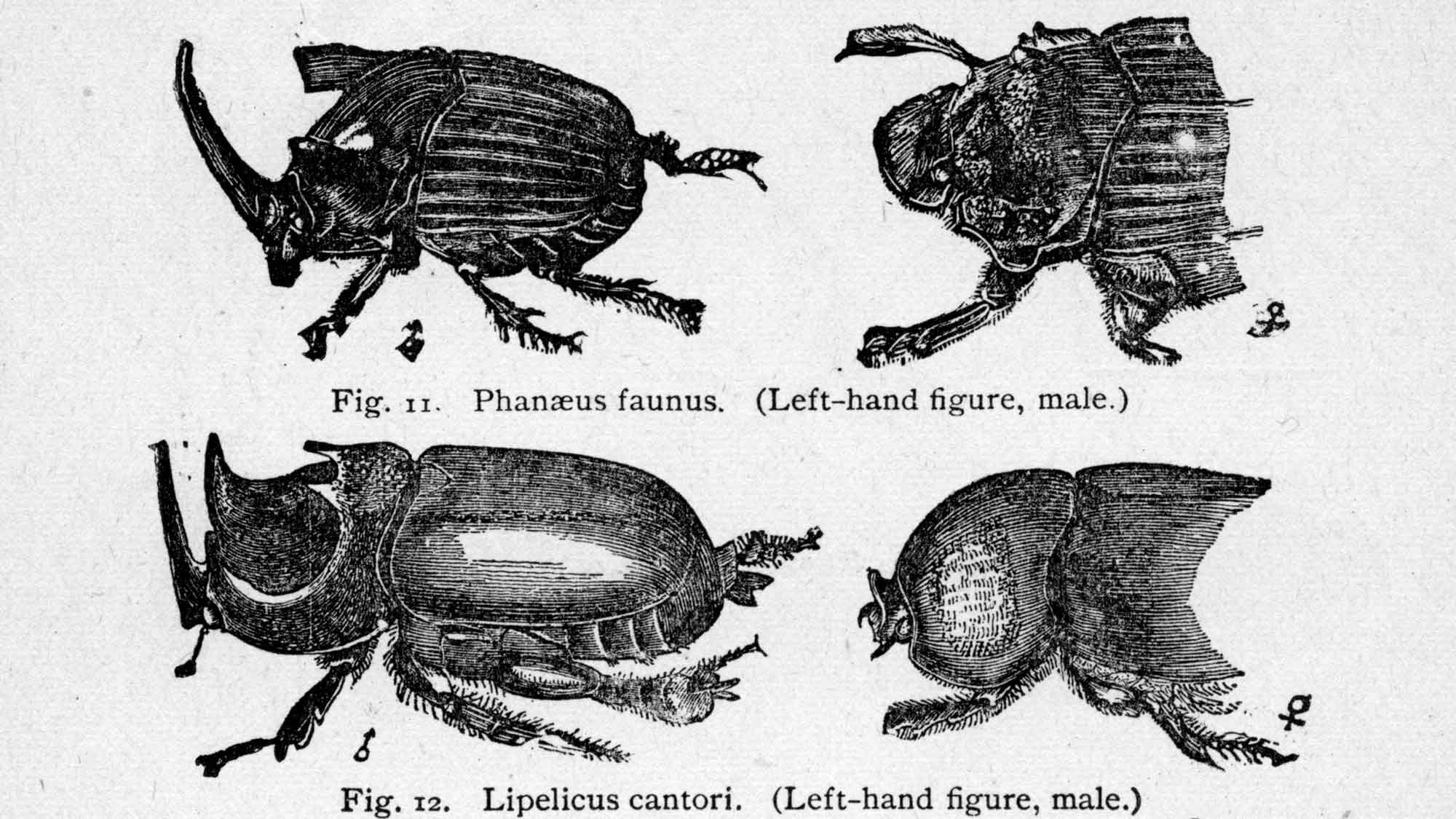 Historical image showing drawings of beetles.