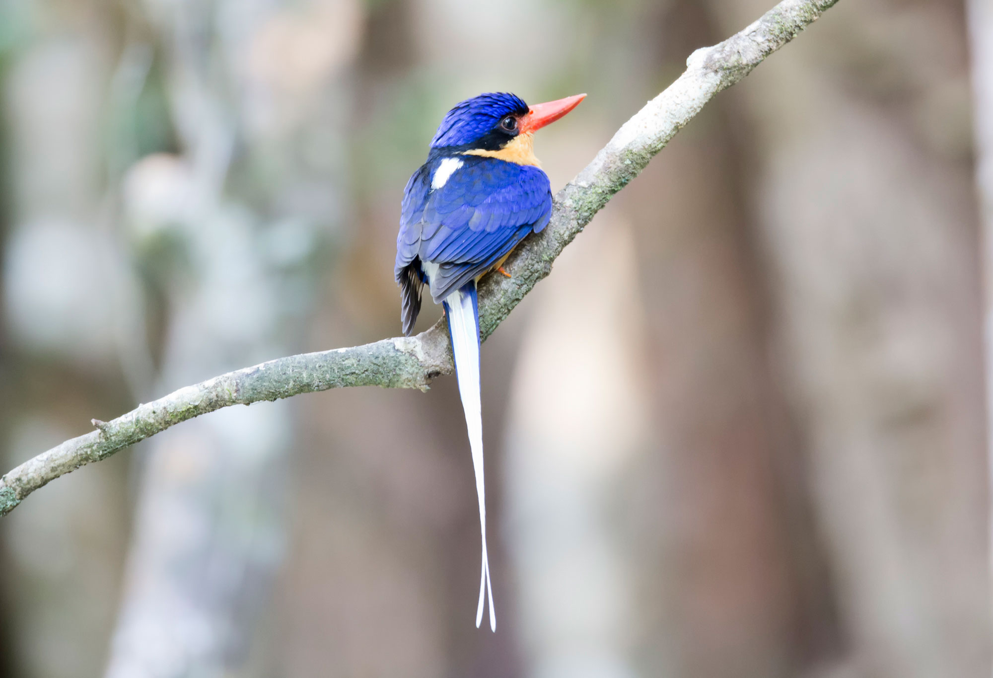 Photograph of a buff-breasted paradise-kingfisher sitting on a branch. The photo shows the bird from the back and side. Its wings and the top of its head are blue, it has a black stripe over its eye, a yellow throat, and a long white tail. Its beak is orange.