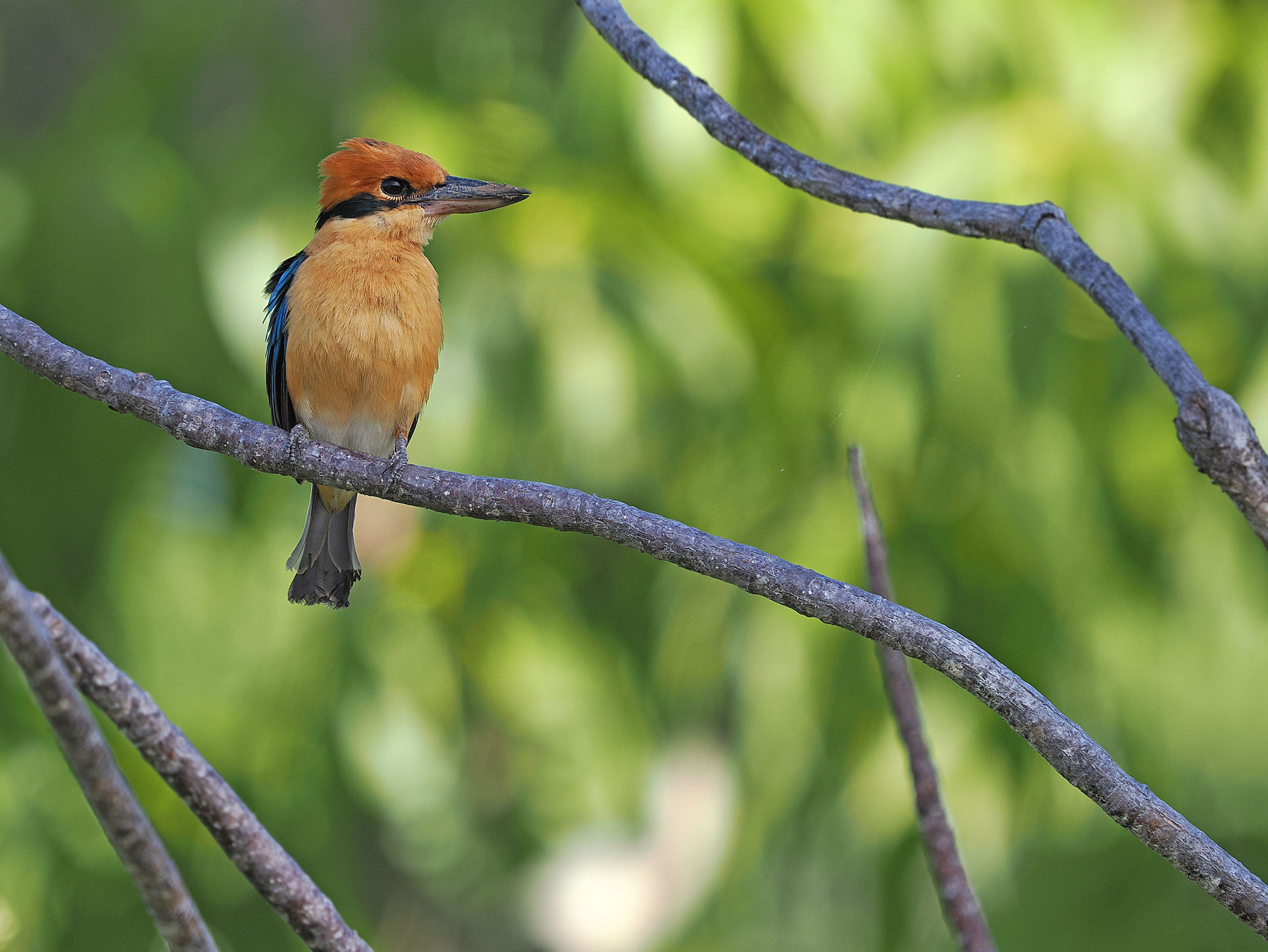 Photograph of a cinnamon-banded kingfisher perched on a thin branch. The photo shows a bird with a dark orange cap, a black stripe on its eye, a light orange breast, and a blue wing.