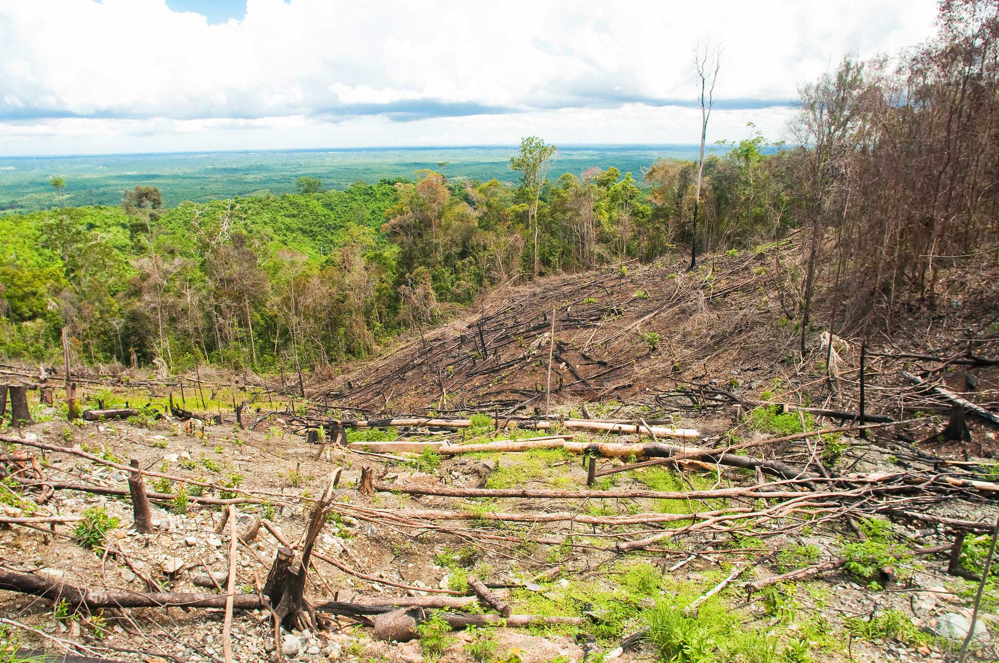 Photograph of cleared land in Borneo, Indonesia. The photo shows a hilly landscape partially covered in forest. In the foreground, the trees have been cleared, leaving stumps and branches.