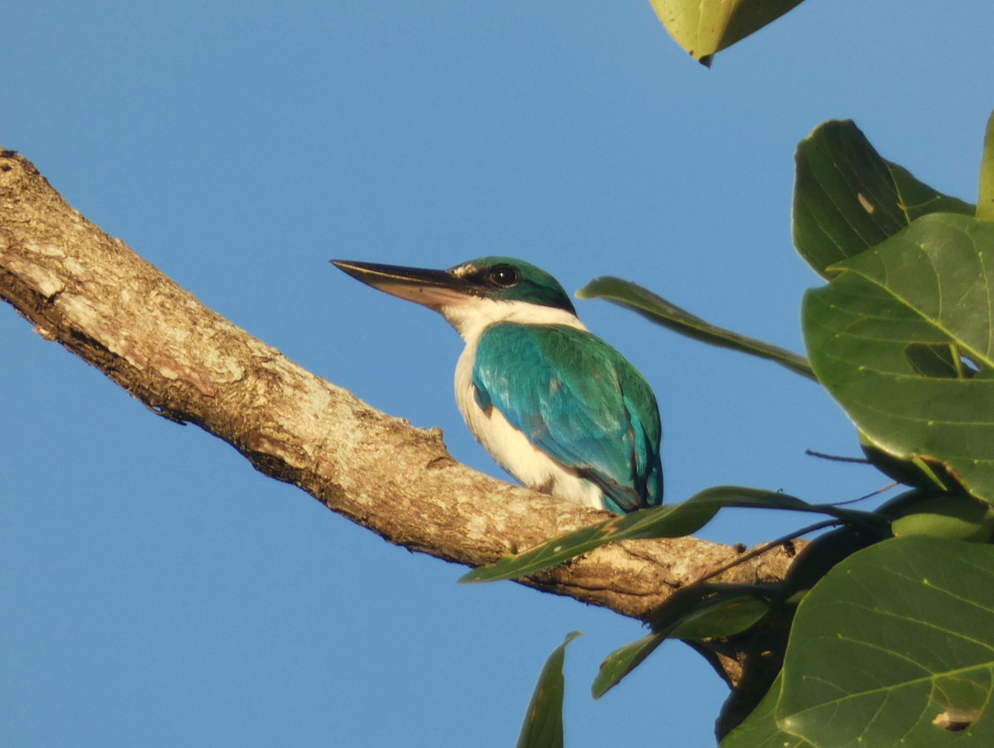 Photograph of a collared kingfisher perched on a thick branch. The photo shows a bird with a blue head and blue wings and back, a white chin and breast, and a white neck. It has a large black beak.