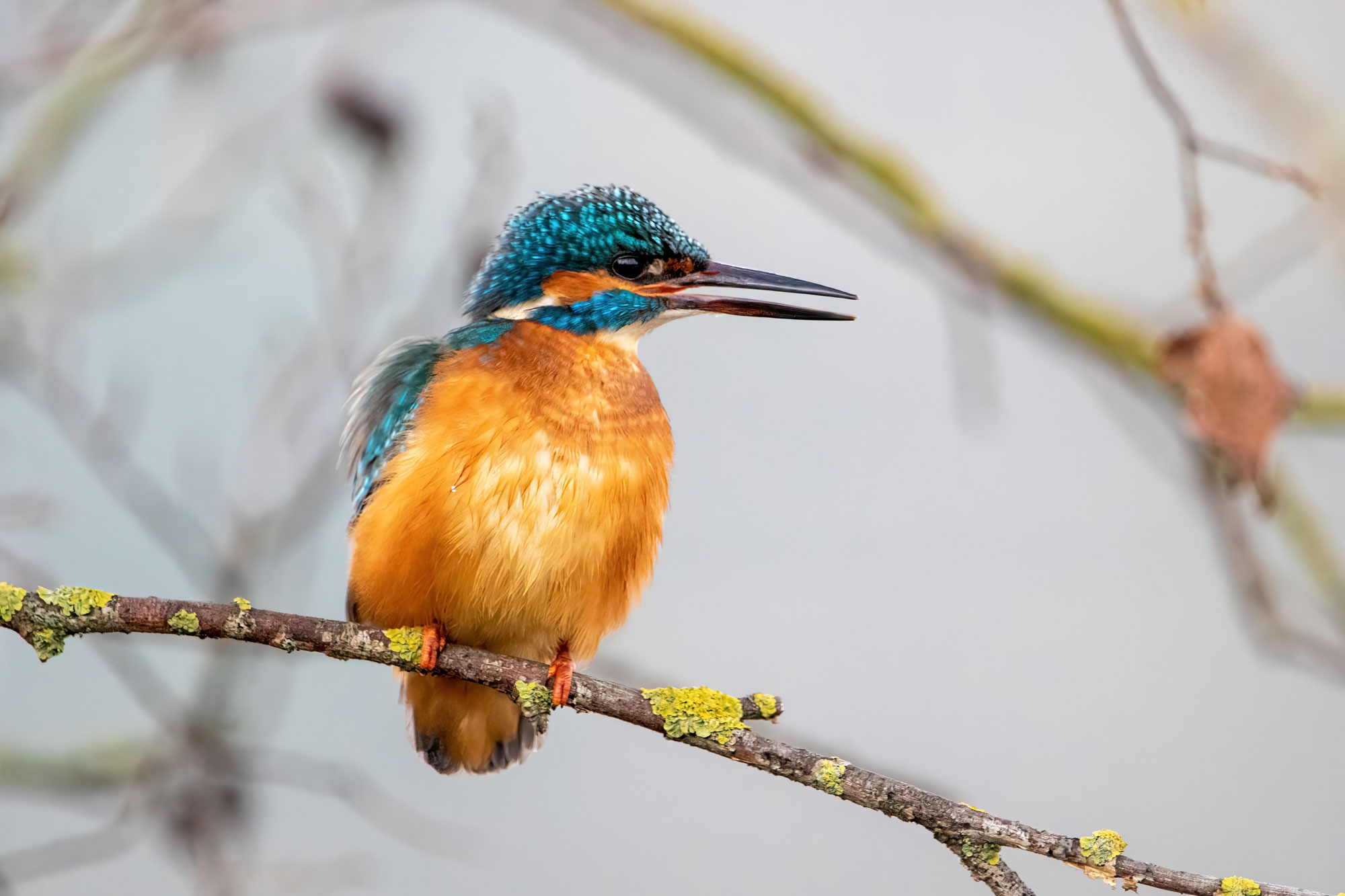Photograph of a common kingfisher sitting on a branch. The photo shows a bird with a blue, orange, and black head and an orange breast. Its beak is black and partially open.