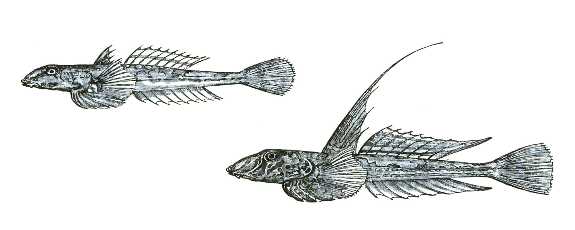 Image showing drawings of two dragonet fish.