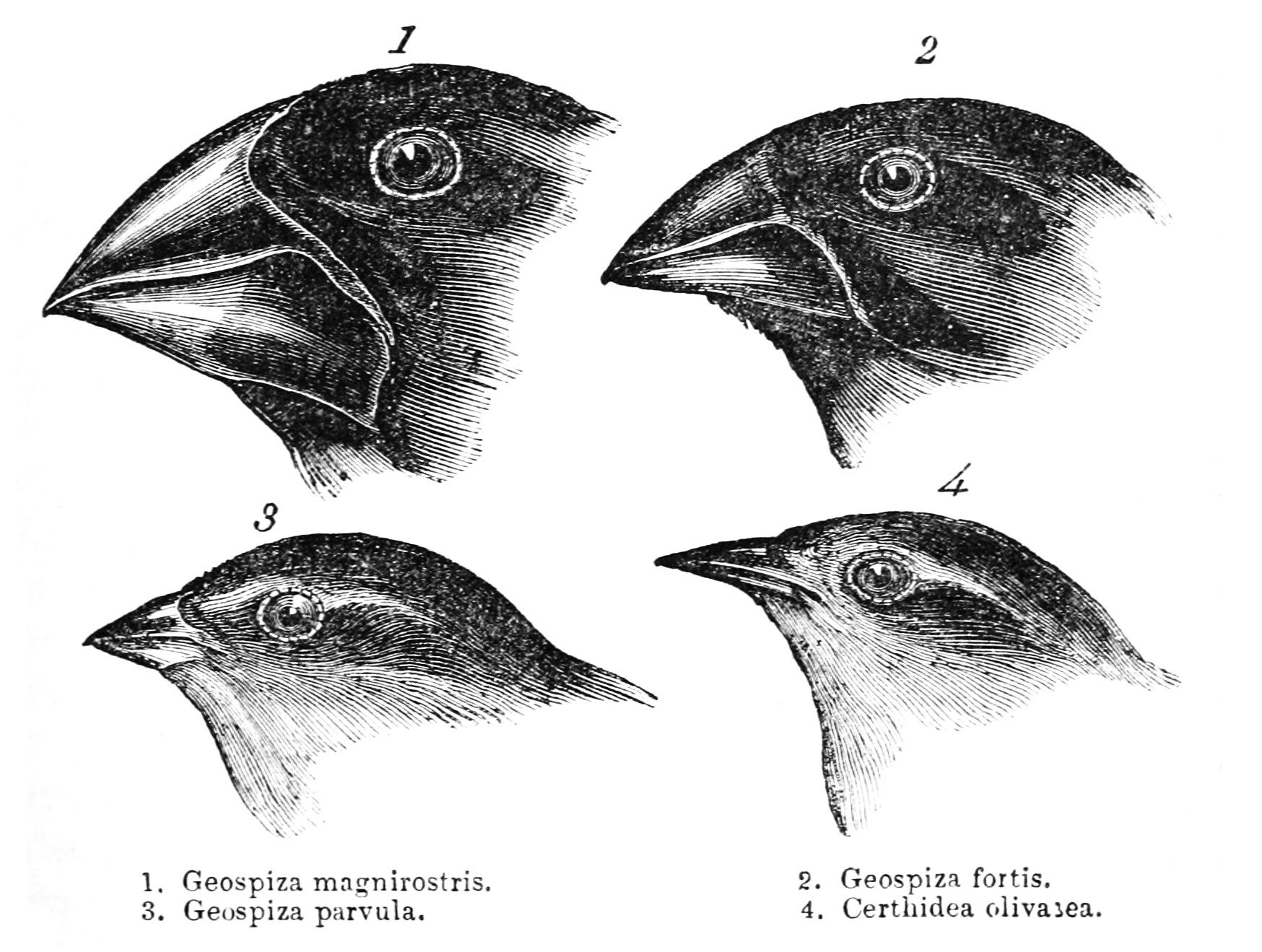 A drawing showing the heads of four different species of Galapagos finches in profile to display their different beak morphologies. Upper left: Geospiza magnirostris, the large ground finch, is a seed-easter with a deep, robust beak. Upper right: Geospiza fortis, the medium finch, has a smaller beak than the large ground finch and is a generalist. Lower left: Camarhynchus parvulus, the small tree-finch, has a small beak and feeds largely on insects. Lower right: Certhidea olivacea, the green warbler-finch, has a small beak and is an insect eater.