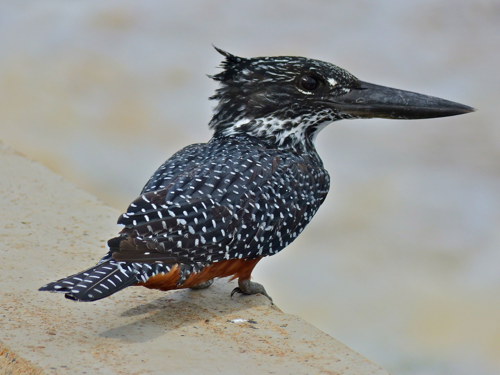 Photograph of a female giant kingfisher. The photo shows a black bird with white speckled pattern on its back and head. It has a large head and a large black beak. A little orange can be seen on its underside.