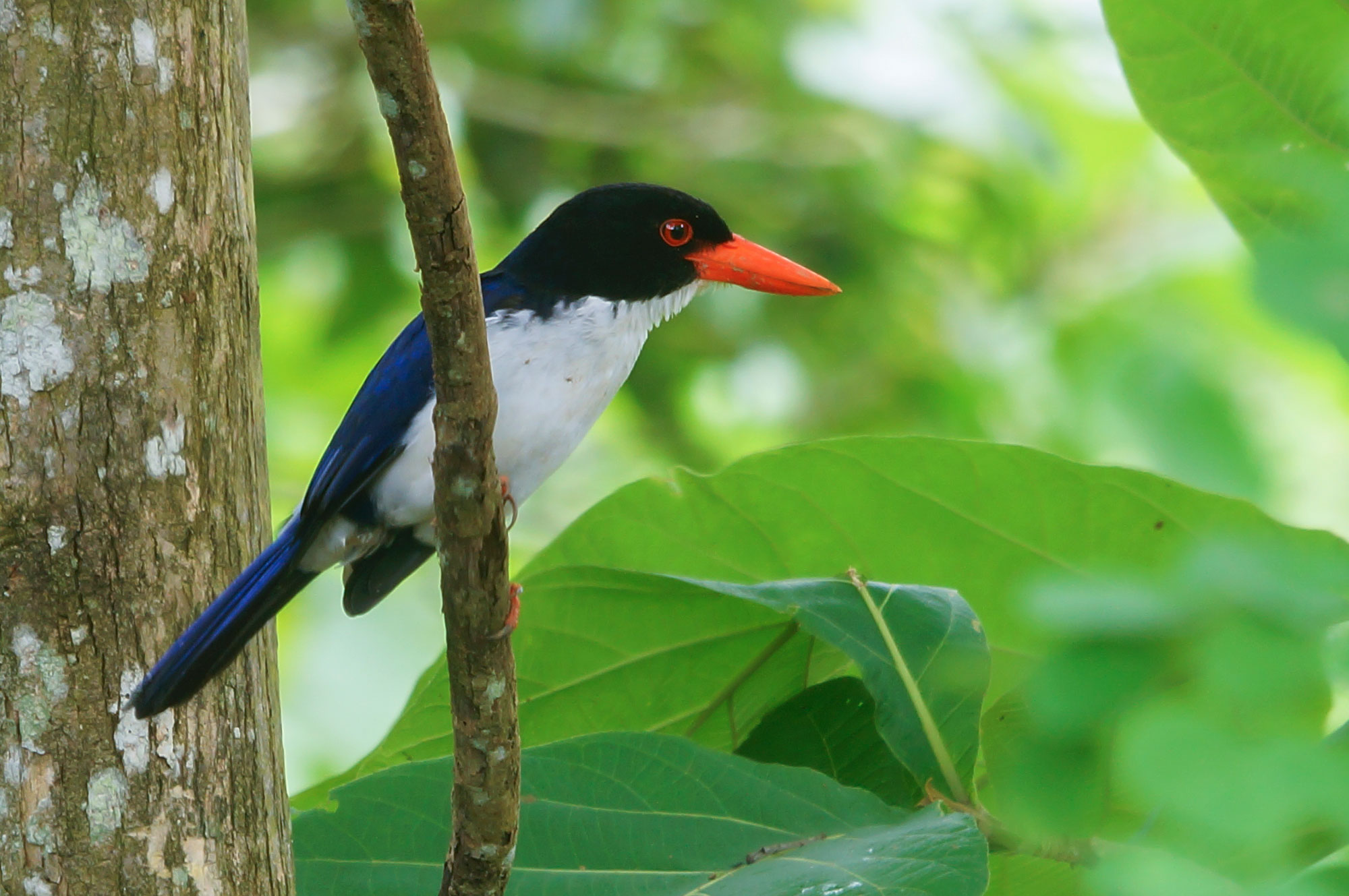 Photograph of a white-rumped kingfisher sitting on a branch. The photo shows a bird with a black head, a white breast, and blue wings and a blue tail. It has a red eye and an orange beak.