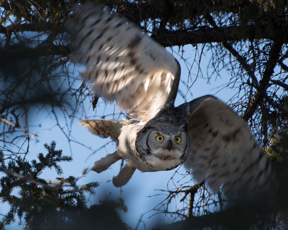 Photograph of a great horned owl in flight. The photo shows a large white bird with brown speckles, large yellow eyes, and a short black beak flying among conifer branches.