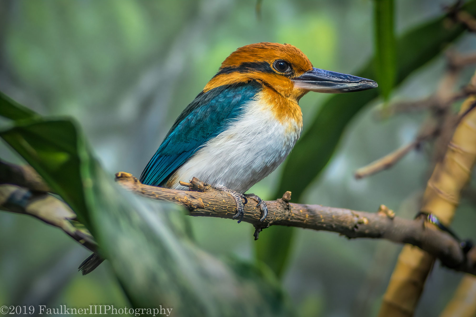 Photograph of a Guam kingfisher sitting on a branch. The photo shows a bird with a large head and a large black and orange beak. its lead is mostly orange with a black strip on the eye. Its breast is white and its back and wings are blue.