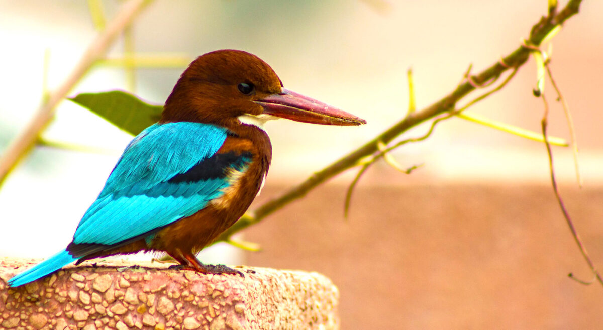 Photograph of a bird sitting on a crushed stone wall. The photo shows a brown bird with bright blue wings and a long reddish beak.