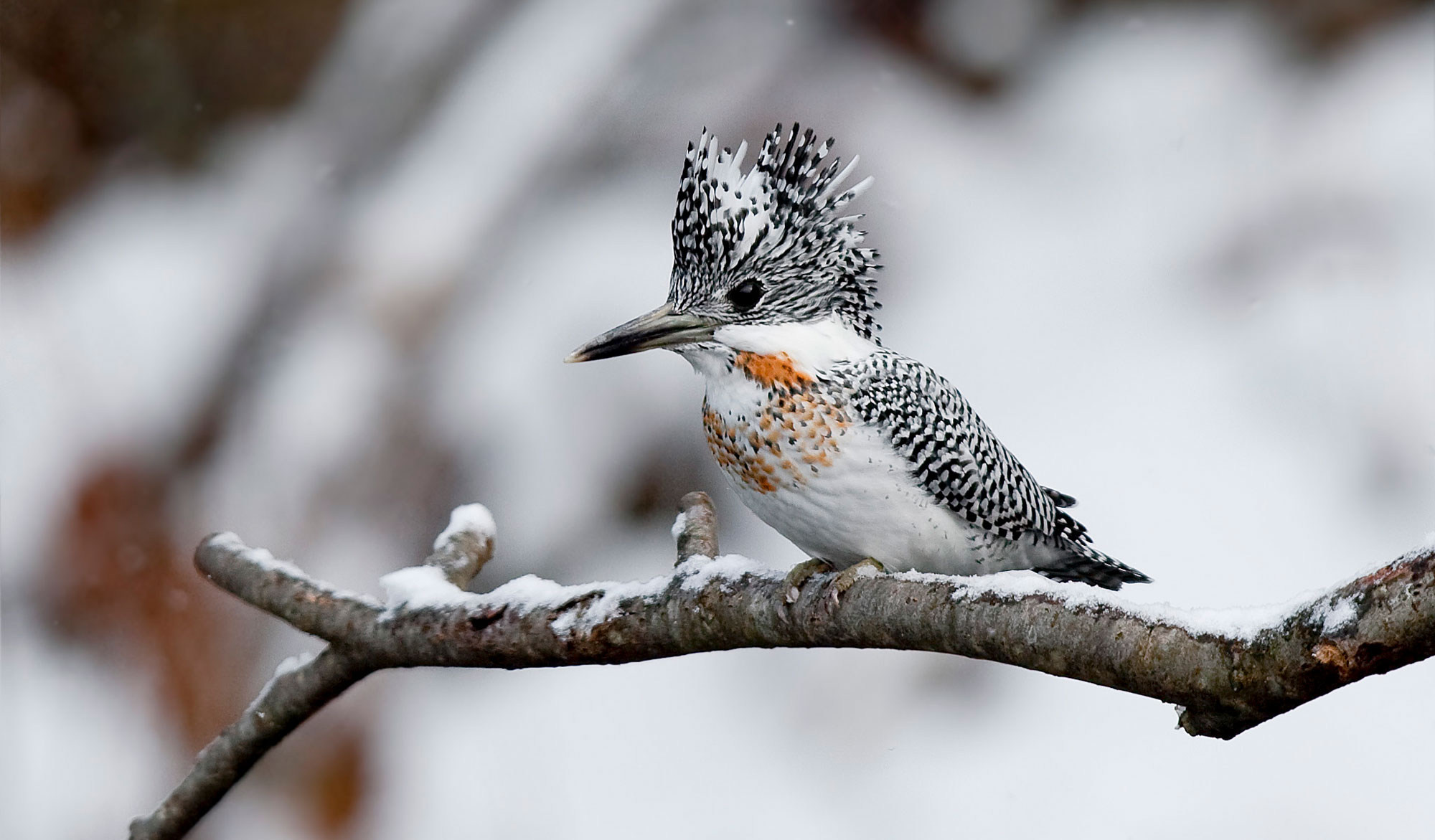 Photograph of a crested kingfisher sitting on a snowy branch. The photo shows a crested bird with a black-and-white specked head and wings and a white breast speckled with orange and black.