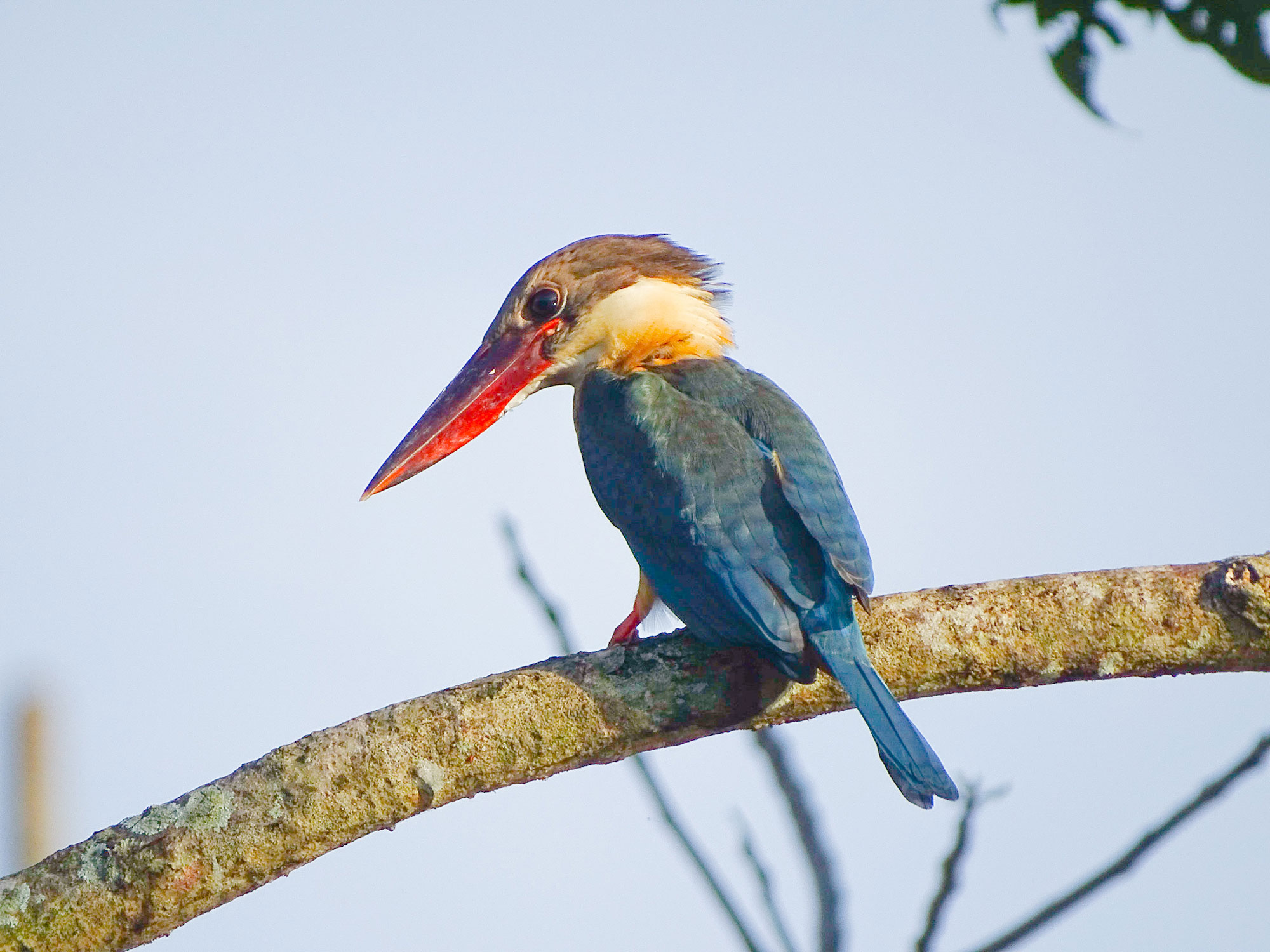 Photograph of a stork-billed kingfisher sitting on a thick branch. The photo shows a relatively large bird with a big reddish-orange beak, a brown and white head, and blue wings and tail.