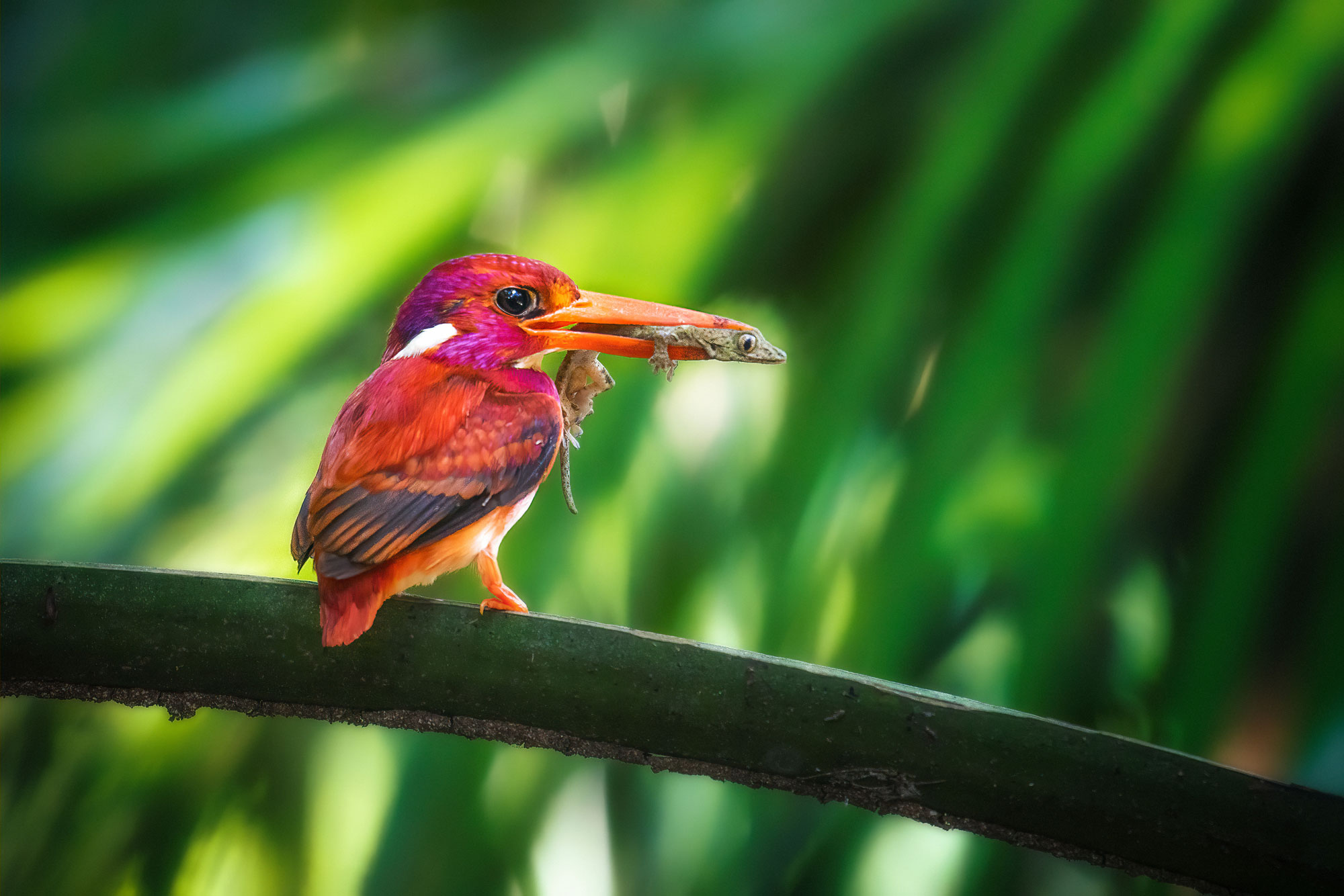 Photograph of a Philippine southern dwarf kingfisher sitting on the talk of a leaf. The photo shows a small, brightly colored bird with a lizard in its beak. The bird is hot pink and bright orange with some black on its wings.