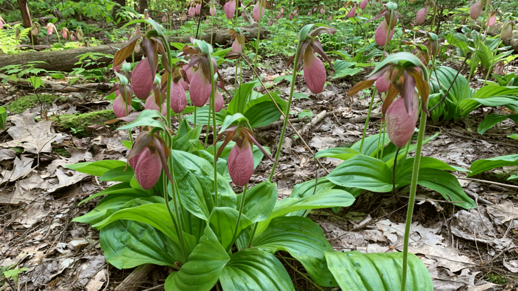 Photograph of pink lady slipper orchids.