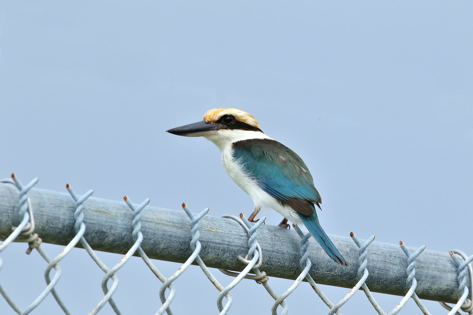 Photograph of a Pohnpei kingfisher sitting on a chainlink fence. The photo shows a bird with a large black and white beak, a white head with black stripe, a white neck, throat, and breast, and blue wings and a tail.