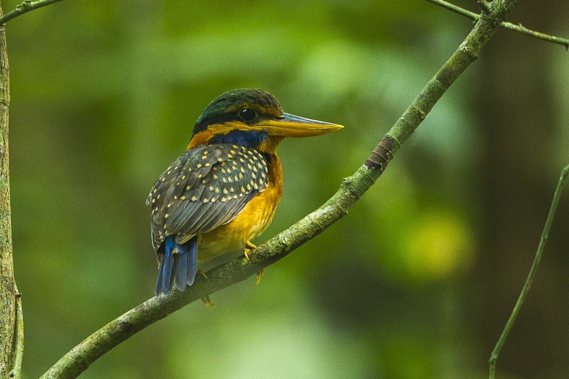 Photograph of a rufous-collared kingfisher sitting on a branch. The photo shows a small, colorful bird with a green, black, yellow, and blue head, and yellow and blue beak, green wings with yellow dots, a yellow breast, and a blue tail. It also has yellow legs.