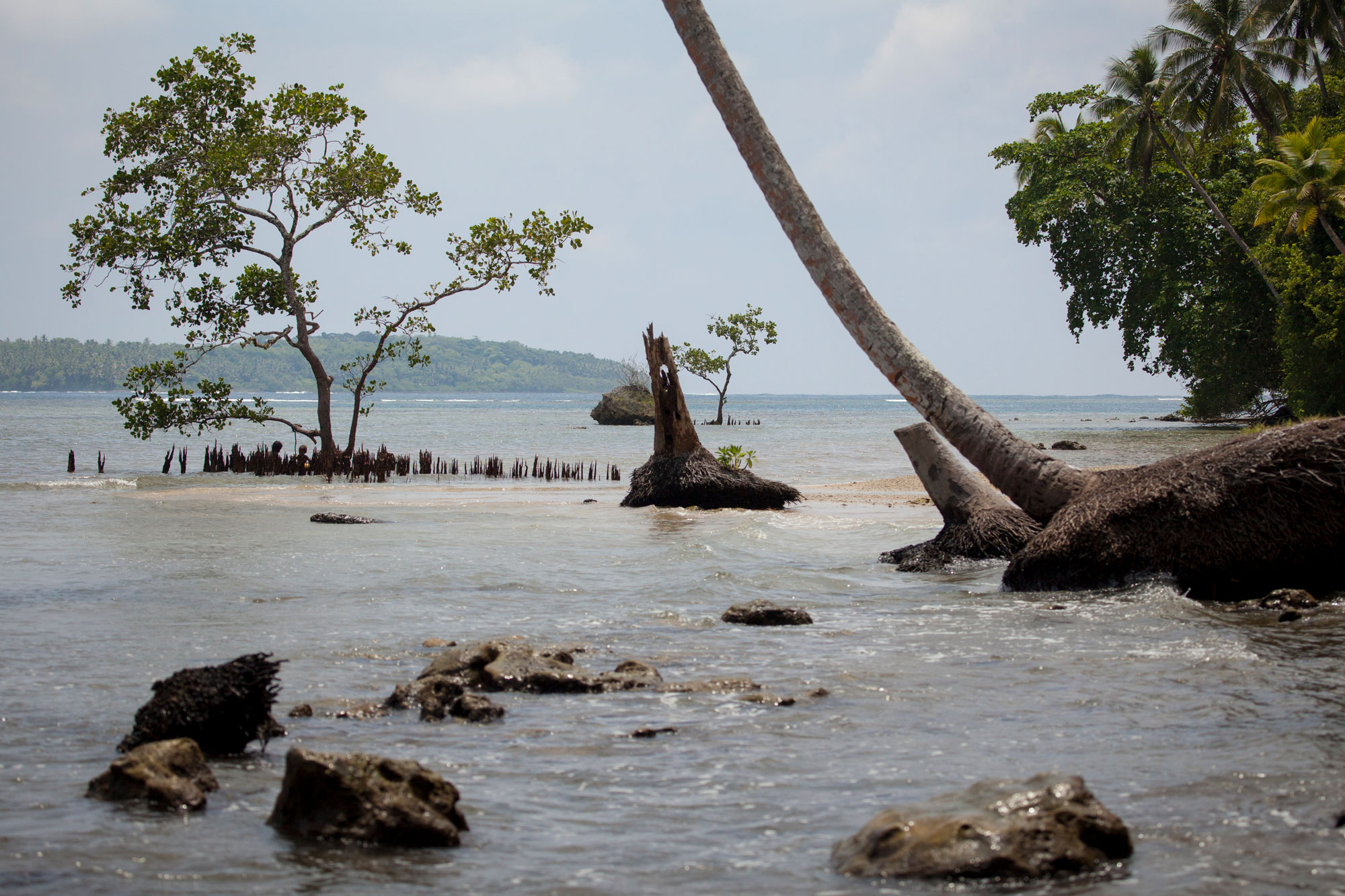 Photograph of the coast of Nggatokae, an island in the Solomon Islands. The photo shows a coastline with living and dead trees.
