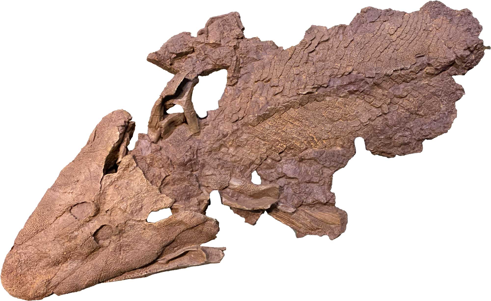 Photograph of the fossil Tiktaalik.