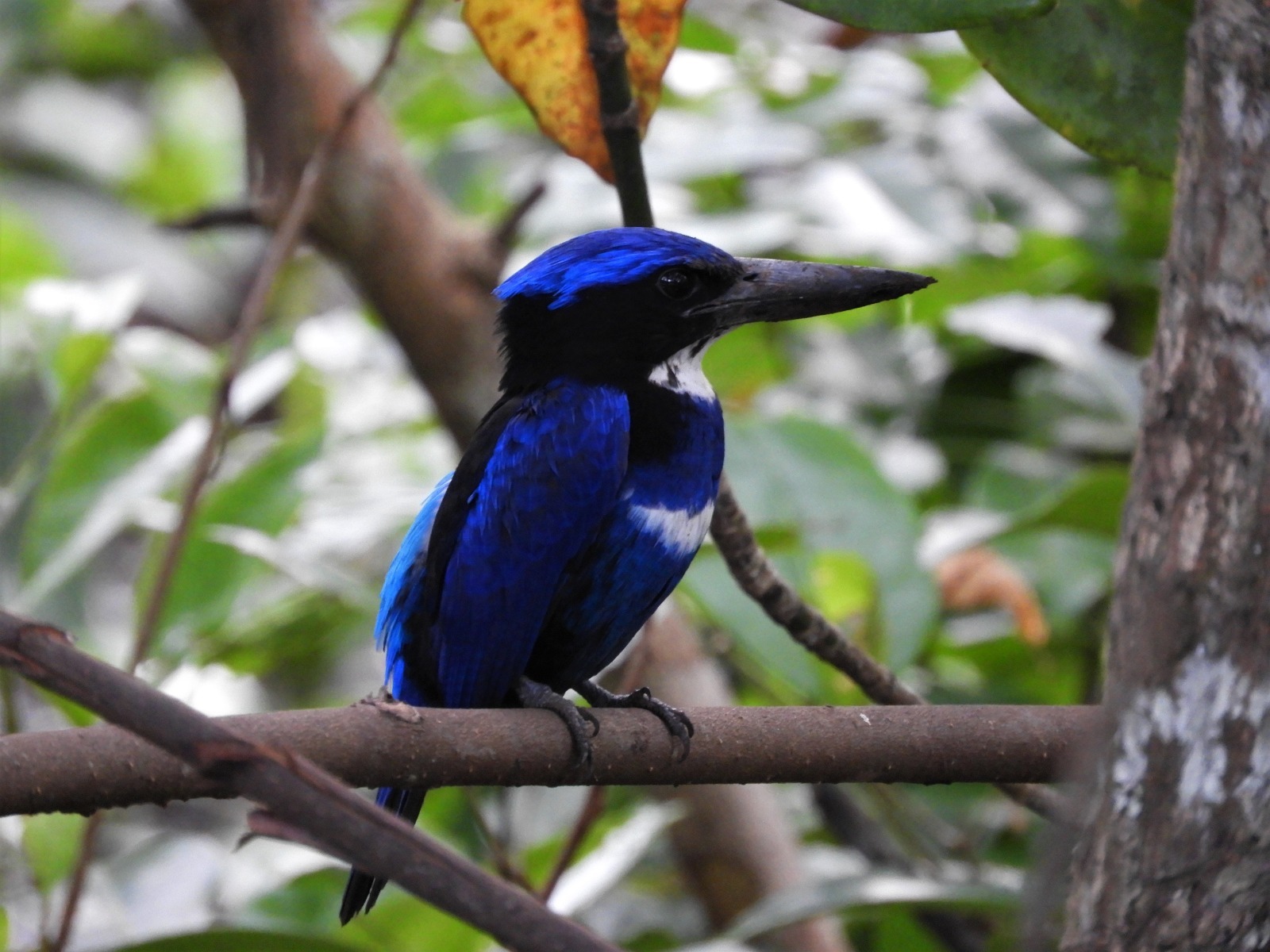 A blue-black kingfisher perched on a branch. The photo shows a dark blue and black bird with a black beak and small patches of white on its chest.