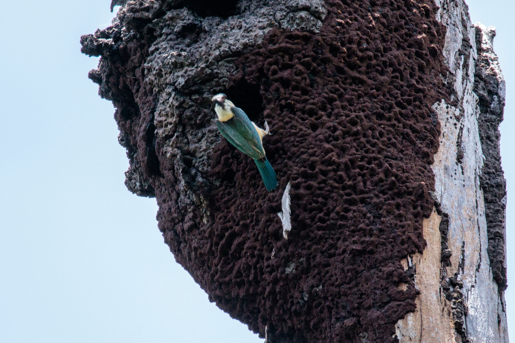 Photograph of a sacred kingfisher perched on the side of a termite nest in a tree. The bird is clinging to the edge of a large hole in the nest, which is the bird's nest. The bird is blue, white, and black.