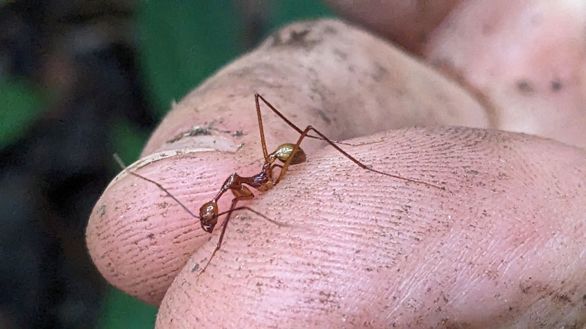 A person holding an ant on the tips of two fingers.
