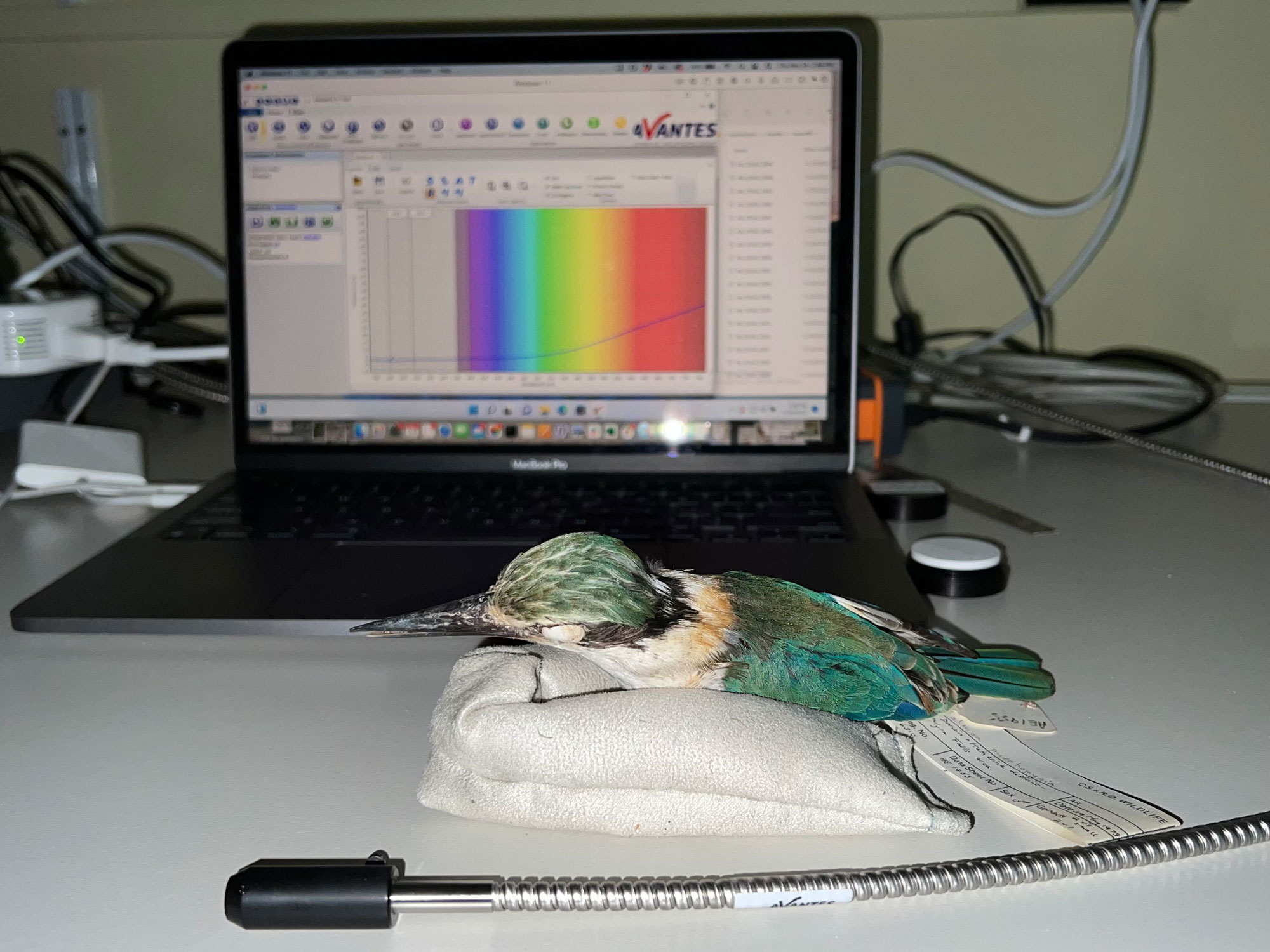 A museum specimen of a red-backed kingfisher sitting on a small beanbag or sandbag for support. The specimen has cotton stuffed in its eye sockets and paper tags attached to it. In front of the specimen is an analytical device and behind the specimen is an open laptop with a color gradient on the screen.