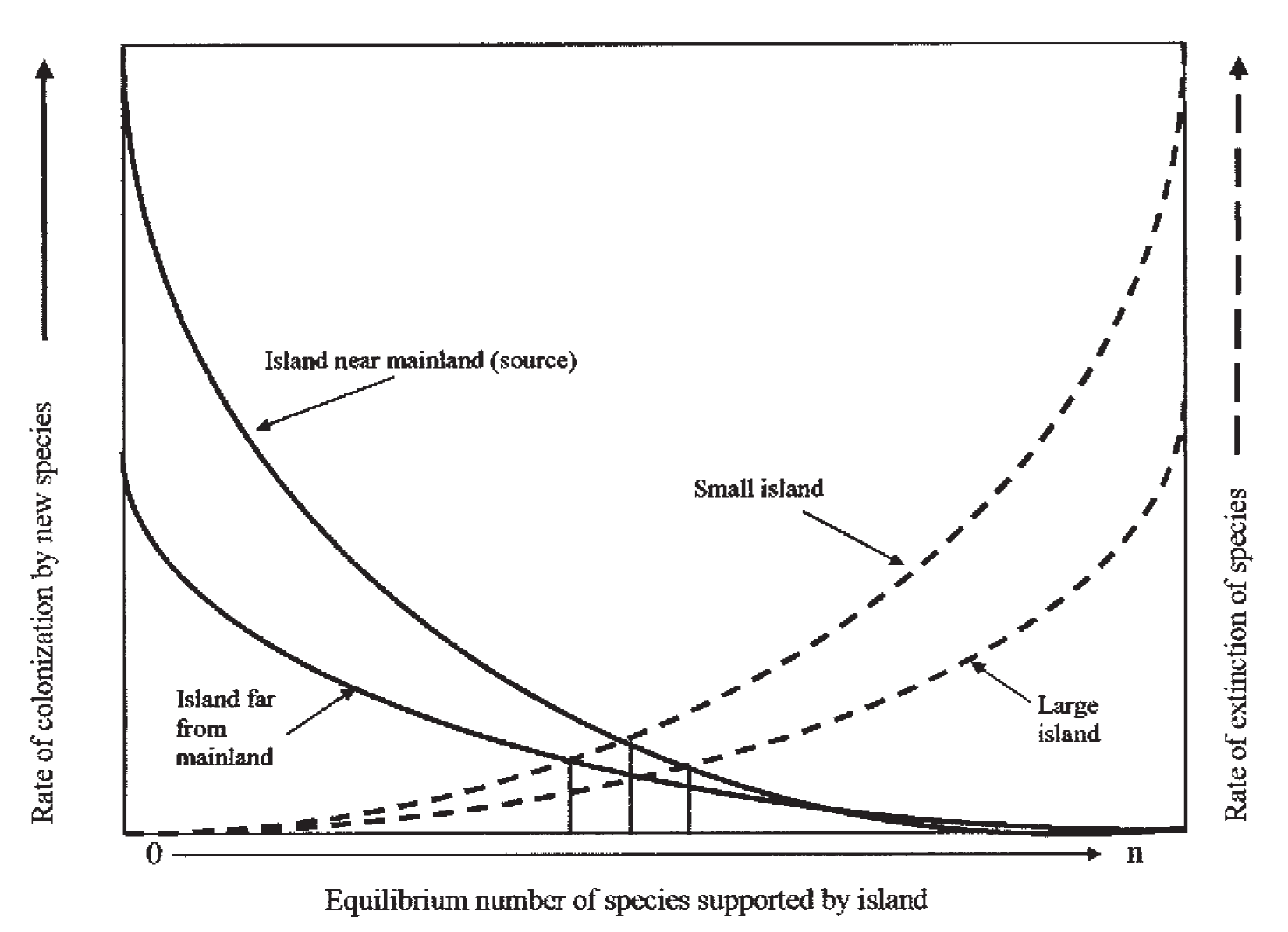 A diagram illustrating how the equilibrium number of species supported by an island is determined by distance from the mainland and island size. The x-axis is "Equilibrium number of species supported by island." The left y-axis is "Rate of colonization by new species." The right y-axis is "rate of extinction of species." Two solid curved lines, the upper for an island near the mainland and the lower for an island far from the mainland, are highest to the left and decrease to zero near the right. Two dotted lines are highest toward the right and decrease to zero near the left. The points where each pair of lines cross is the equilibrium number of species that an island will support.