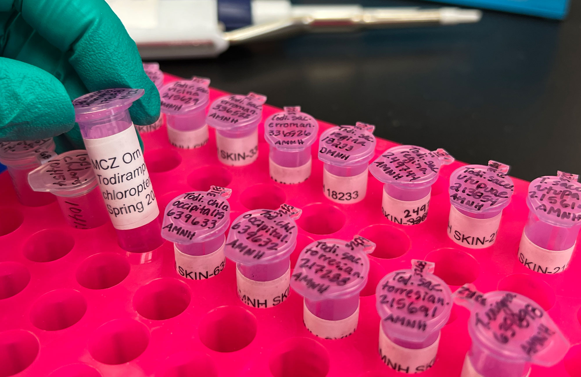 Plastic centrifuge tubes with tissue samples from Australo-Pacific kingfishers. The photo shows a pink plastic centrifuge tube holder with two rows of light purple centrifuge tubes, each labeled with a marker on a cap and also with a printed paper label affixed to the side. A person's gloved hand is holding one tube partially out of the holder so that the label can be seen.