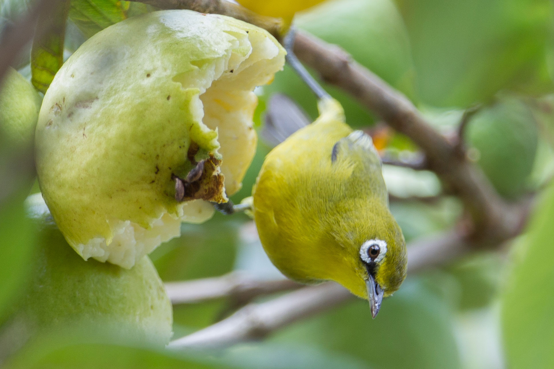 A lemon-bellied white-eye perched on a half-eaten fruit in a tree. The photo shows a small yellow bird with a small beak and a brown eye surrounded by a distinctive white region.