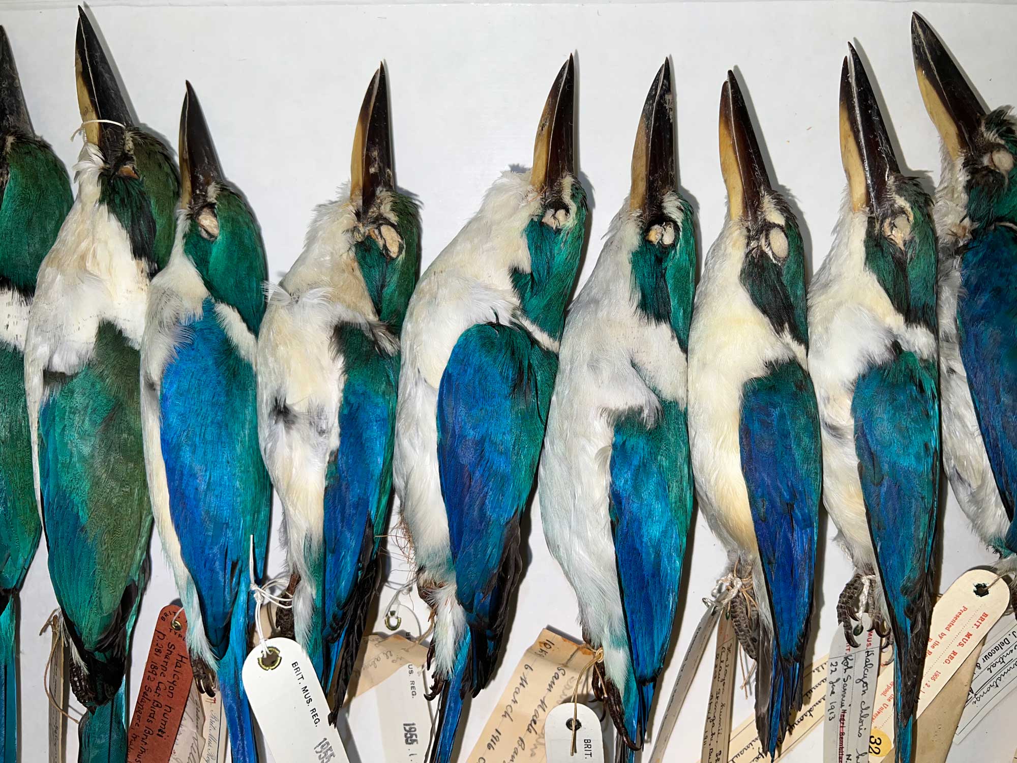 Preserved specimens of collared kingfishers from India held in the museum. A row of white and blue to blue-green birds are arranged in a row with beaks pointed upward. Labels are attached to their legs and their eyes have been removed and stuffed with cotton (or something similar).