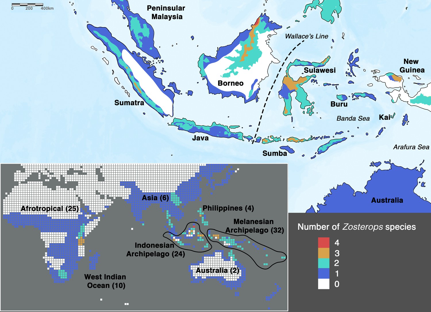 Maps showing the distribution of white-eyes, a type of bird, throughout the world and in the Indonesian region. The world map shows that the birds are distributed in parts of subsaharan Africa, Madagascar, South, Southeastern, and Eastern Asia, and Australia, New Zealand, and other islands. The detailed map of Indonesia shows the distribution of the birds in that region. Both maps are shaded to indicate species diversity, with gray being zero species, dark blue being one species, blue-green being two species, light brown being three species, and red being four species. In most of the region where white eyes are distributed, there is only one species. The most diverse area is on the northern tip of Borneo, where four species exist. Species total by region include: Afrotropical, 25 species; West Indian Ocean, 10 species; Asia, 6 species; Indonesian Archipelago, 24 species; the Philippines, 4 species; the Melanesian Archipelago, 32 species; and Australia, 2 species.