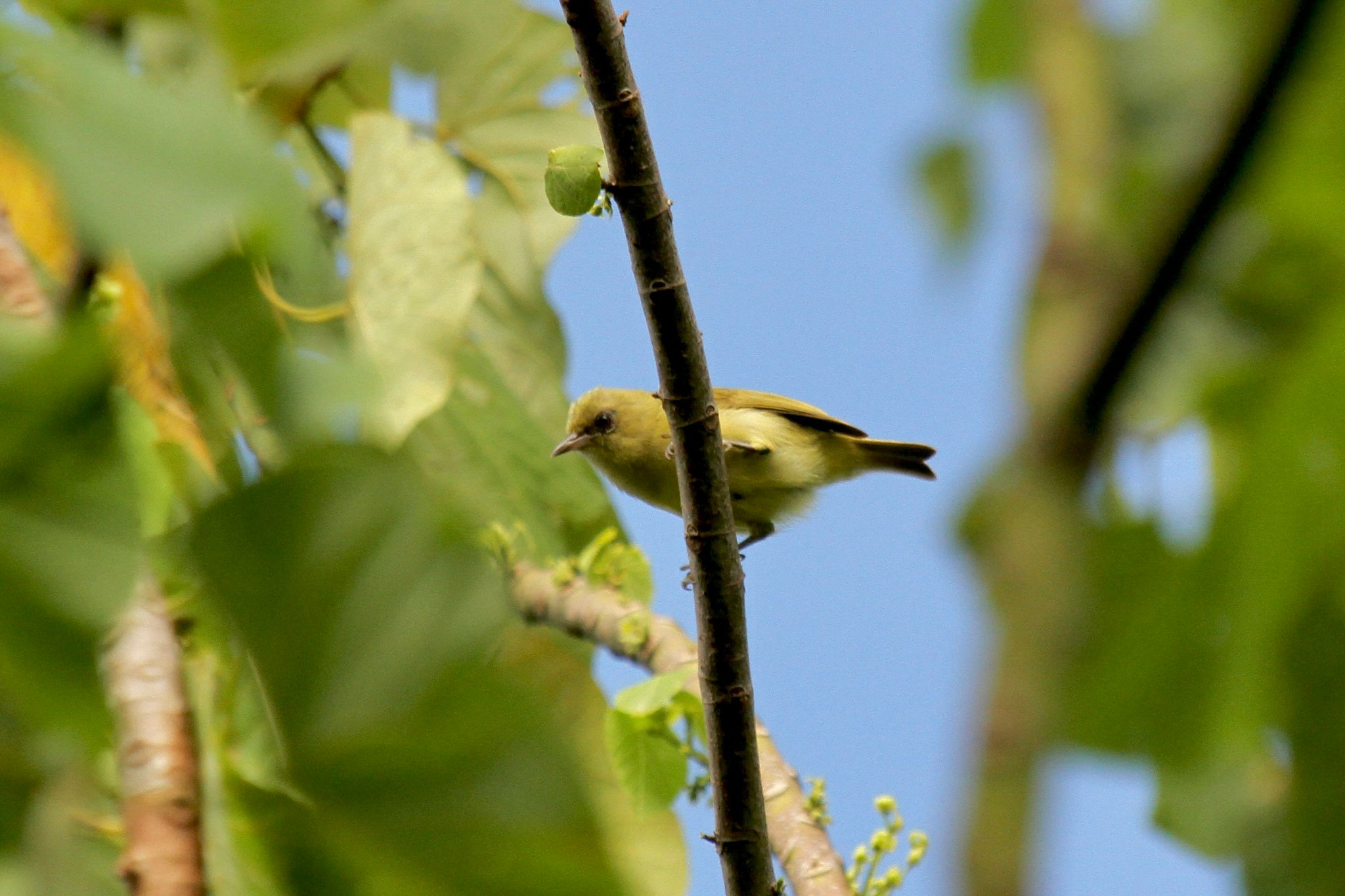 Photograph of a Santa Cruz white-eye, a type of bird, perched on a branch. The bird is shown from below. It is small and yellow with a black eye.