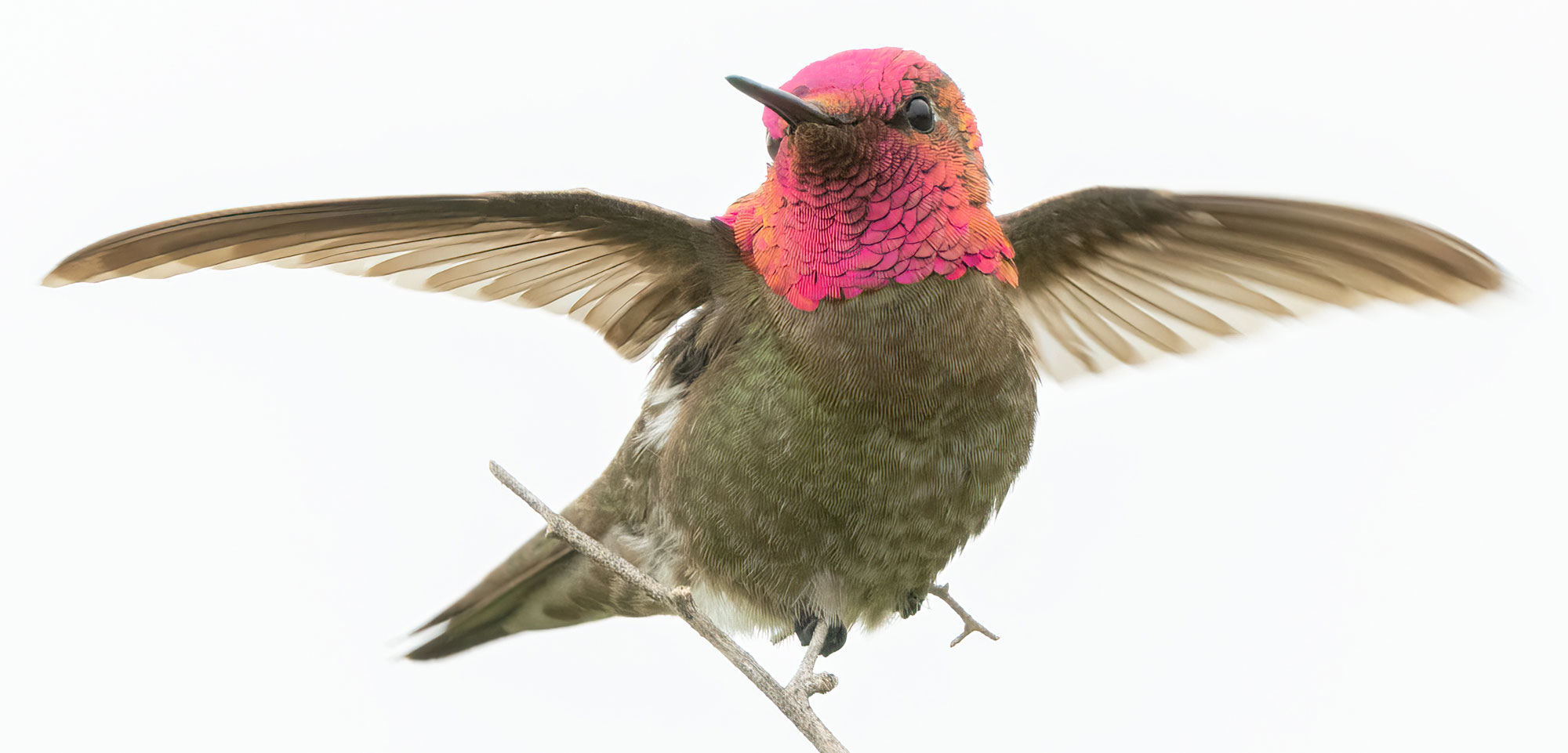 An Anna's hummingbird, a very small bird, perched on a delicate branch with its wings spread. The hummingbird has a bright pink head the throat, with much of the rest of the body being brownish green.