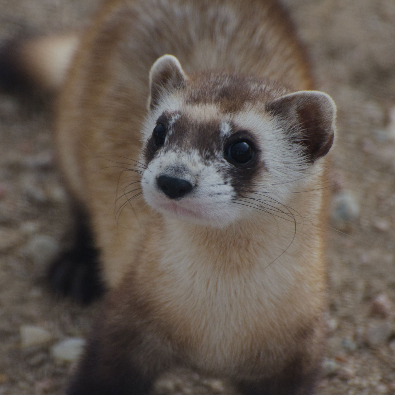 A black-footed ferret. The ferret is a weasel-like animal. It has four short legs, a long body, a medium-length tail, a short neck and small head with rounded ears. Its face is white with a black mask around its eyes. Its legs and the tip of its tail are also black, whereas its body is light brown.