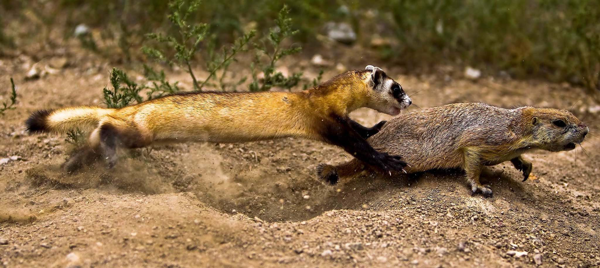 A black-footed ferret chasing a prairie dog. The forepaws of the ferret are overlapping the hindquarters of the prairie dog, which is trying to move away.