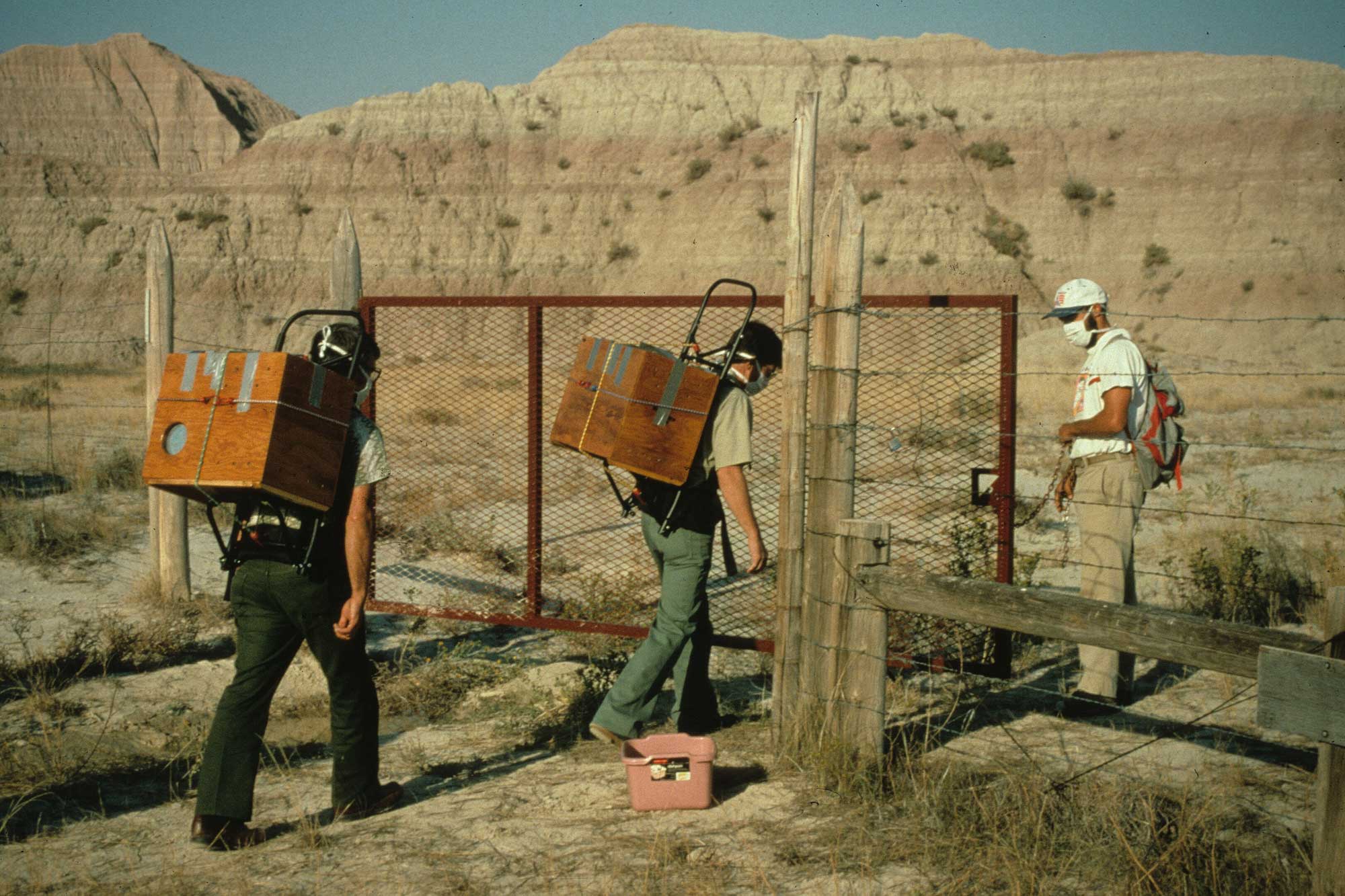 Three people walking through a gate in a fence at Badlands National Park. Once person is holding the gate open with a chain and wearing a cloth backpack, whereas the other two are wearing metal backframes with wooden crates attached to them. All three are also wearing face masks.