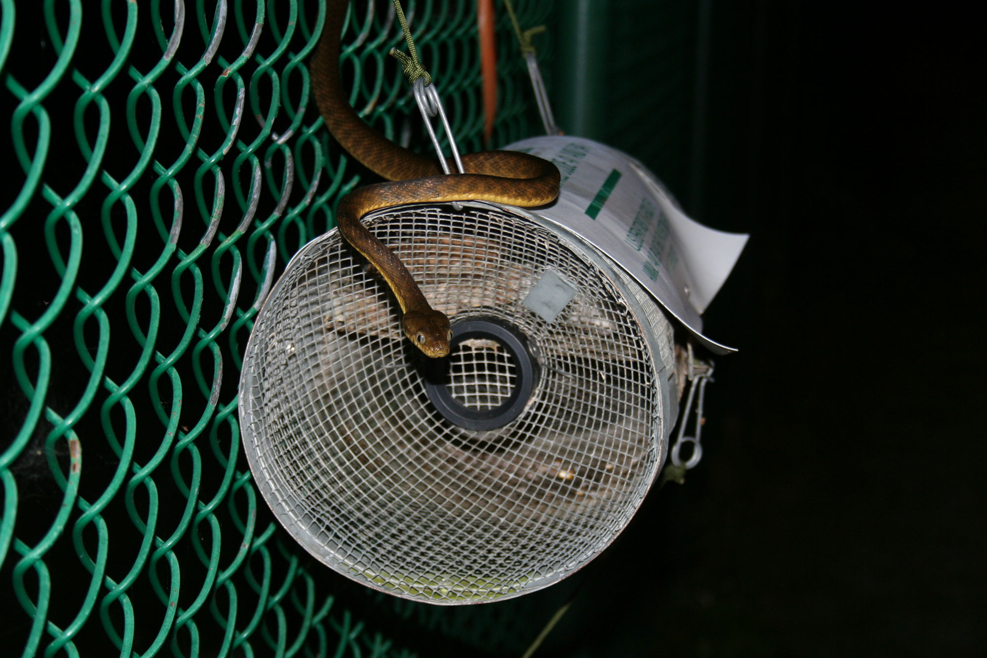 A brown tree snake perched on a trap attached to a chainlike fence. The trap is a cylindrical container made of metal mesh with a small open hole at one end.