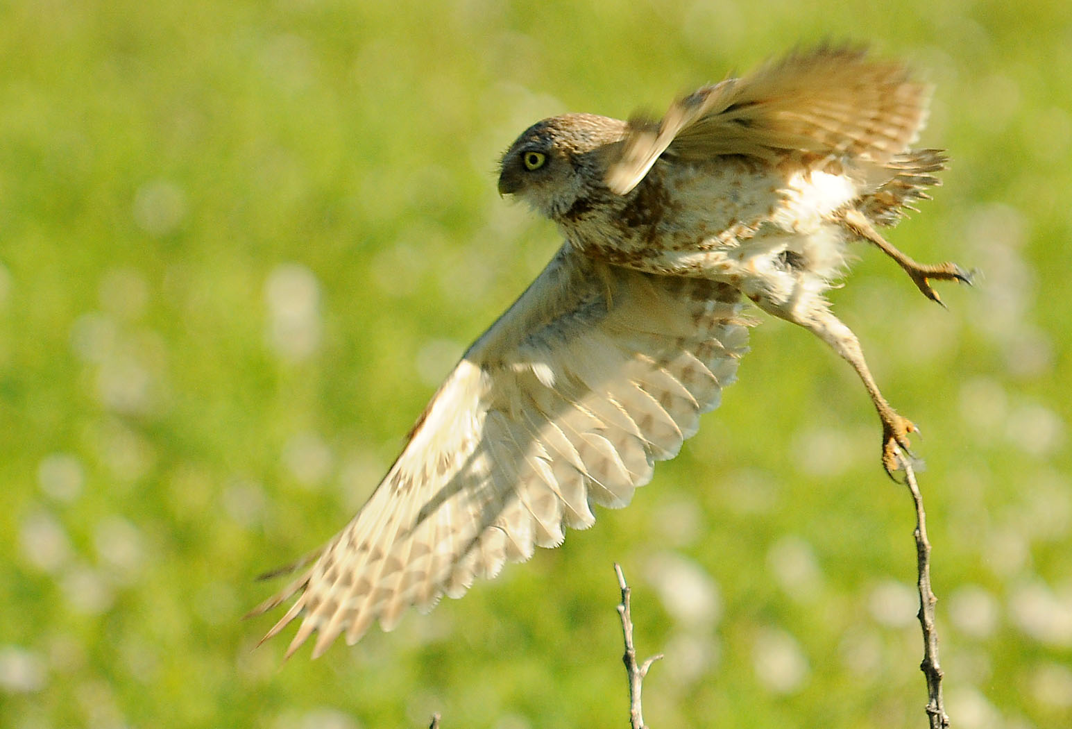 A burrowing owl taking off from a perch, which appears to be a thin branch.