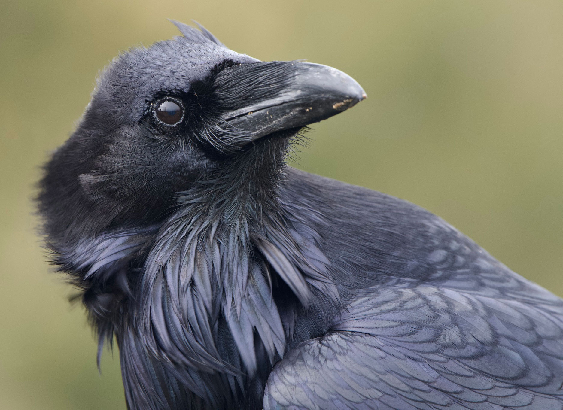 A common raven, a large black bird, shown from the shoulders up.