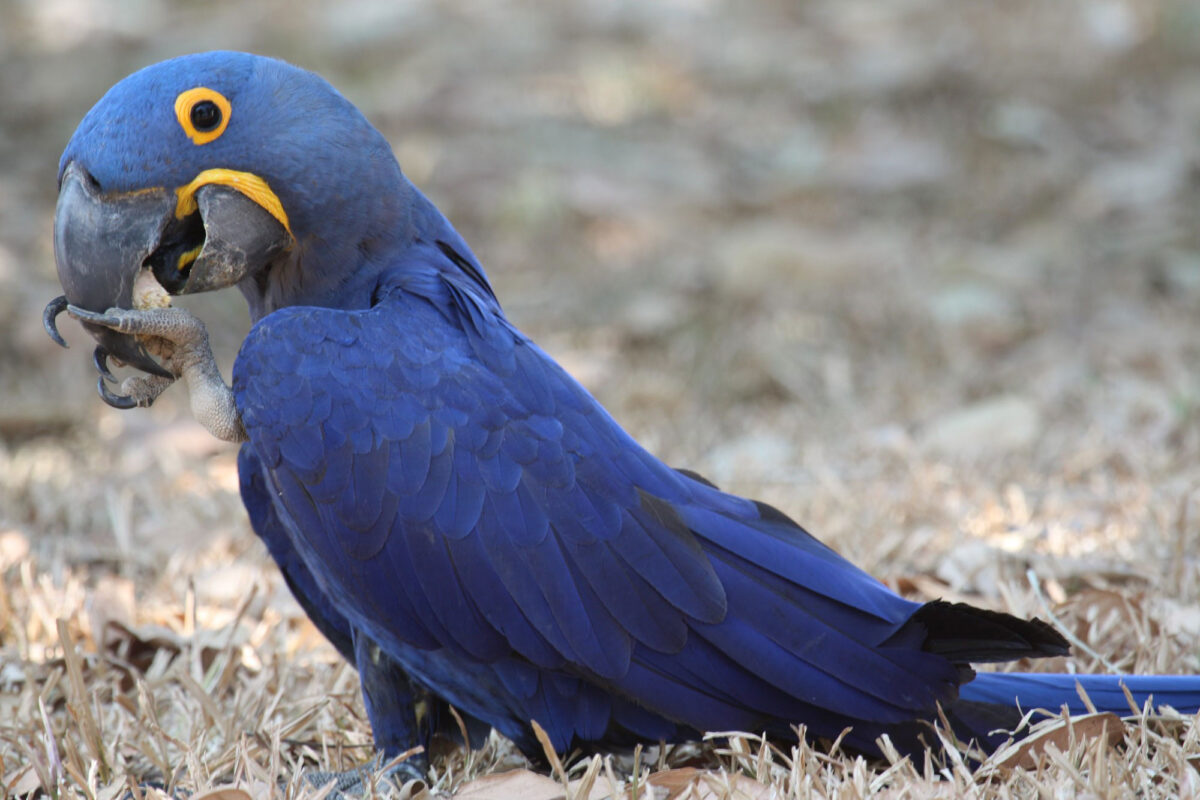 A hyacinth macaw, a type of parrot, that has dark blue feathers with yellow encircling its eye and at the edge of its beak.