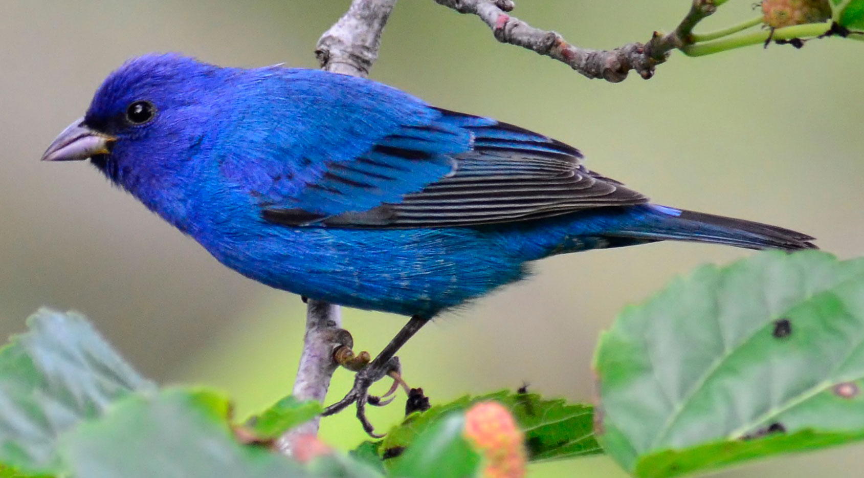 An indigo bunting, a type of small perching bird, perched on a branch. The indigo bunting is vivid dark blue and black in color.