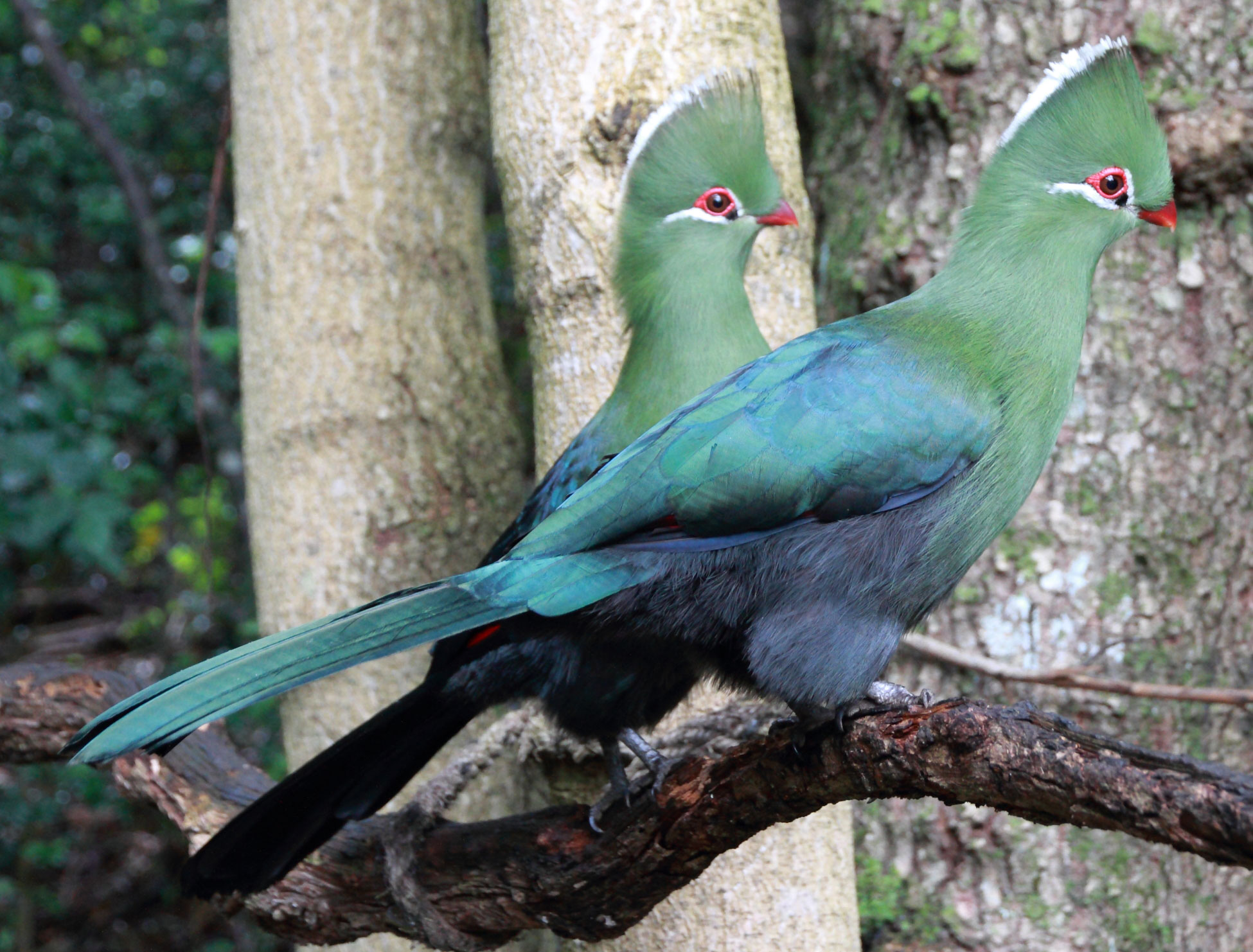 Southern knysna turacos, a type of African bird, perched on a thick branch. The turacos have a green upper body and teal wings and tail, with a dark blue underbelly. The birds' heads have white-tipped crests.